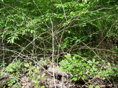Thorny vines.