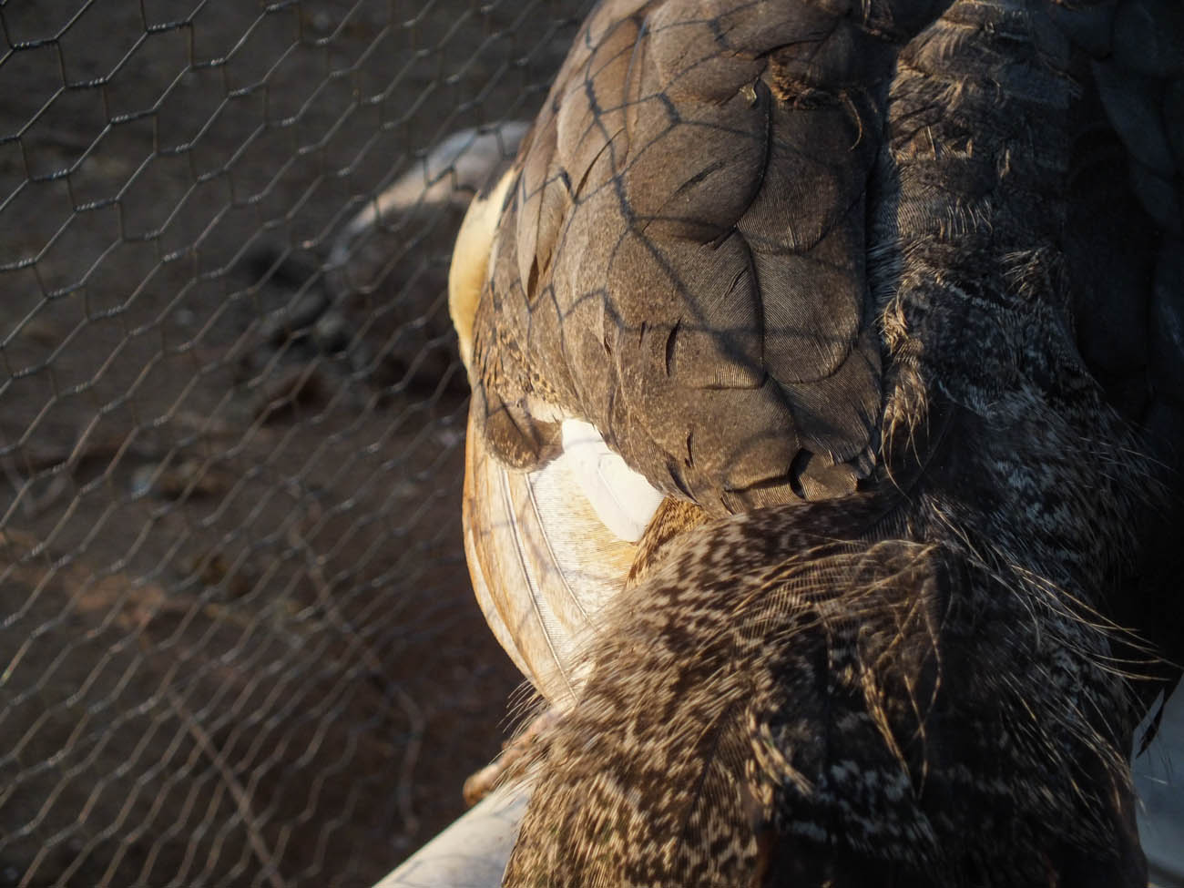Thor's Back - IB Pied Peacock