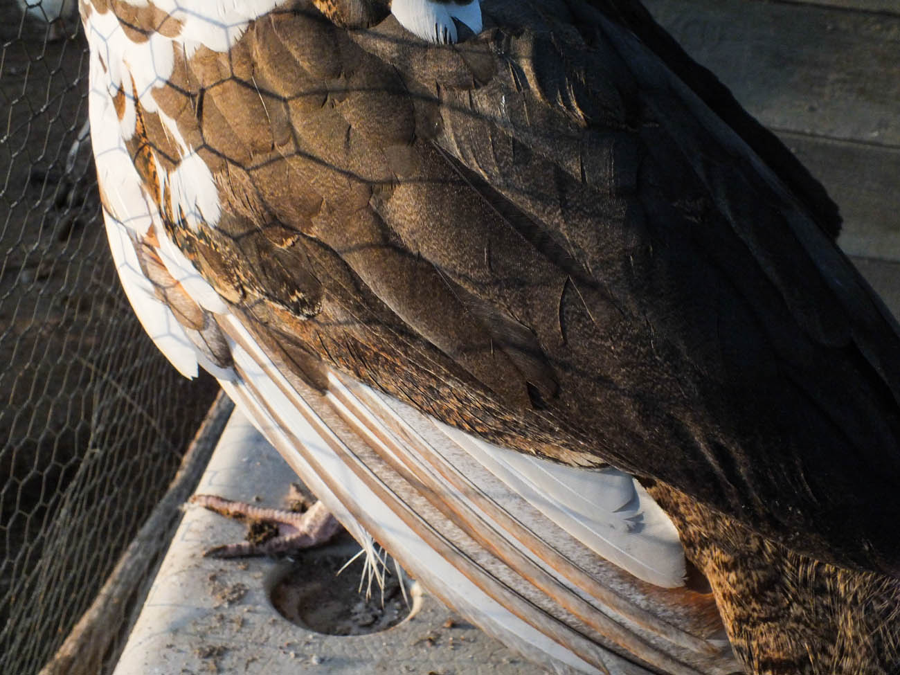 Thor's Feathers - IB Pied Peacock