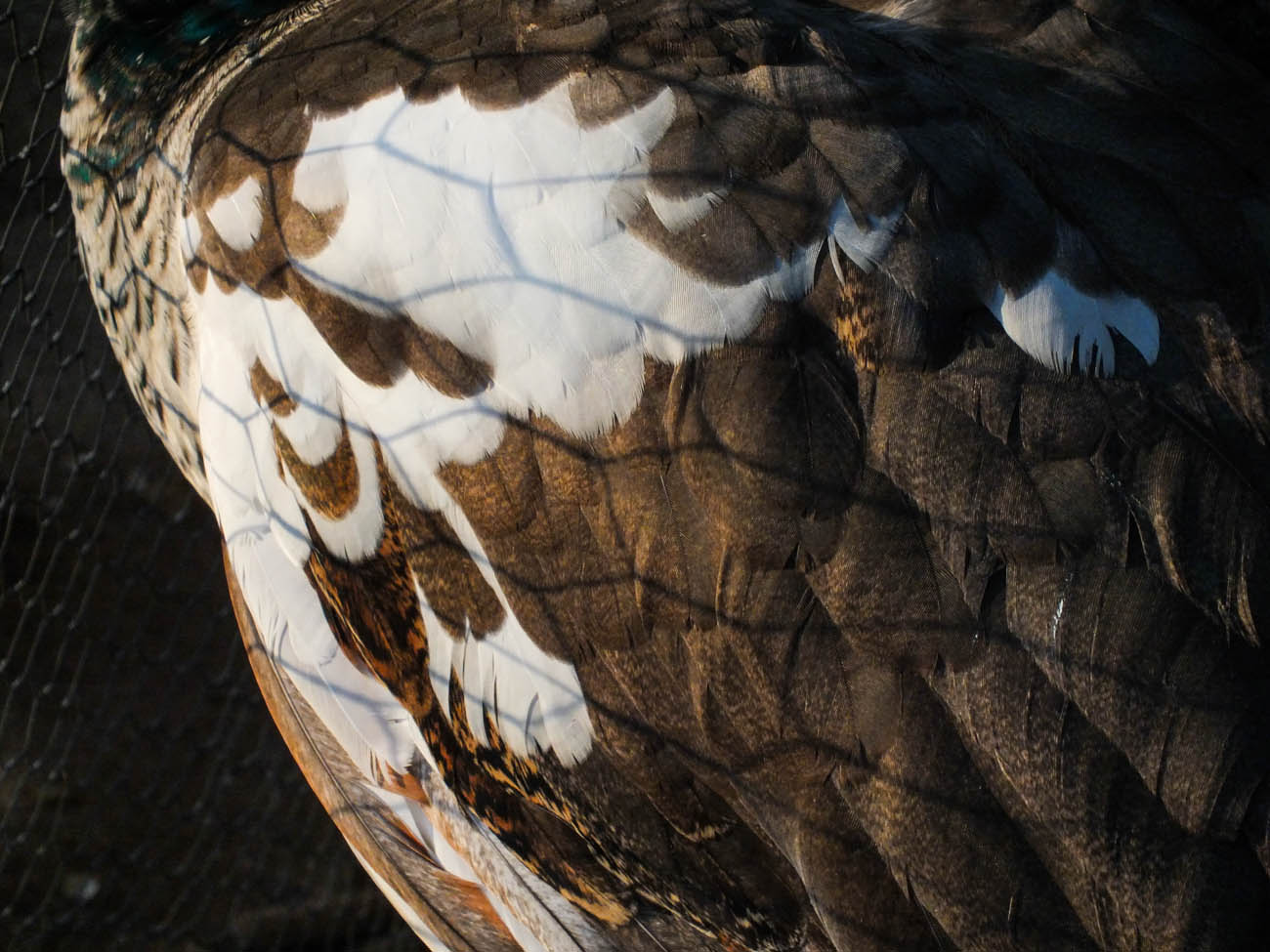 Thor's Side - IB Pied Peacock