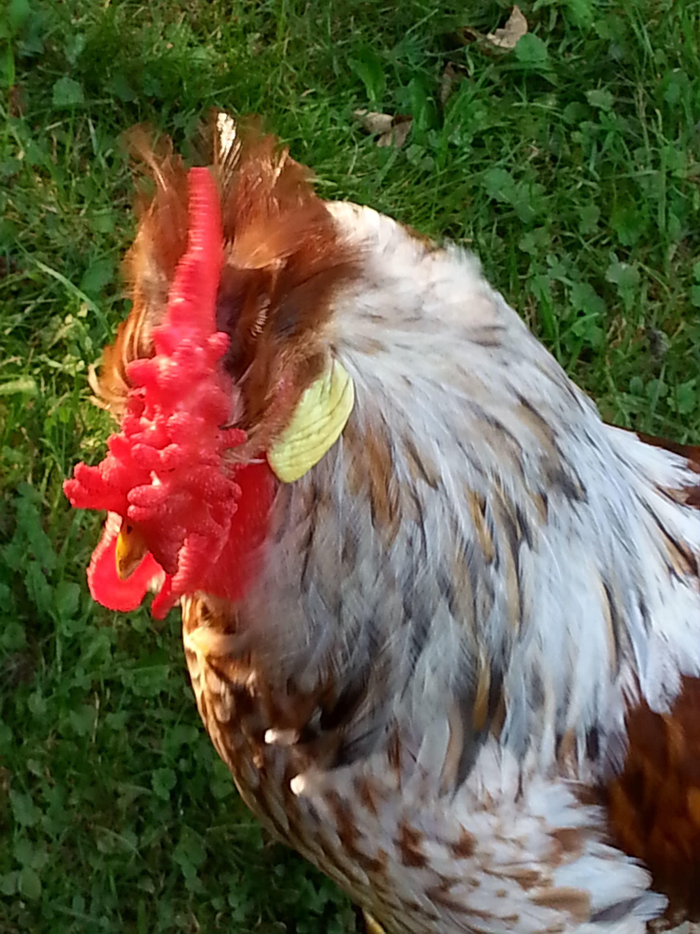 Thorstein and his amazing rose comb.