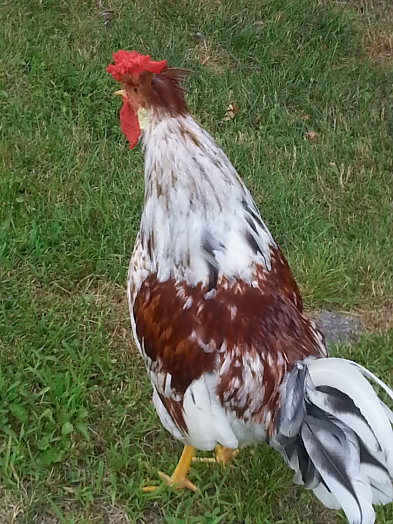 Thorstein crowing.