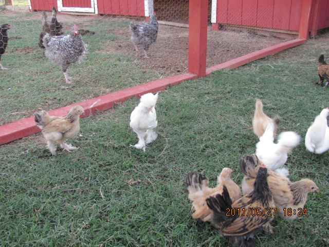 Those big chickens feel better with the Bantams locked up!