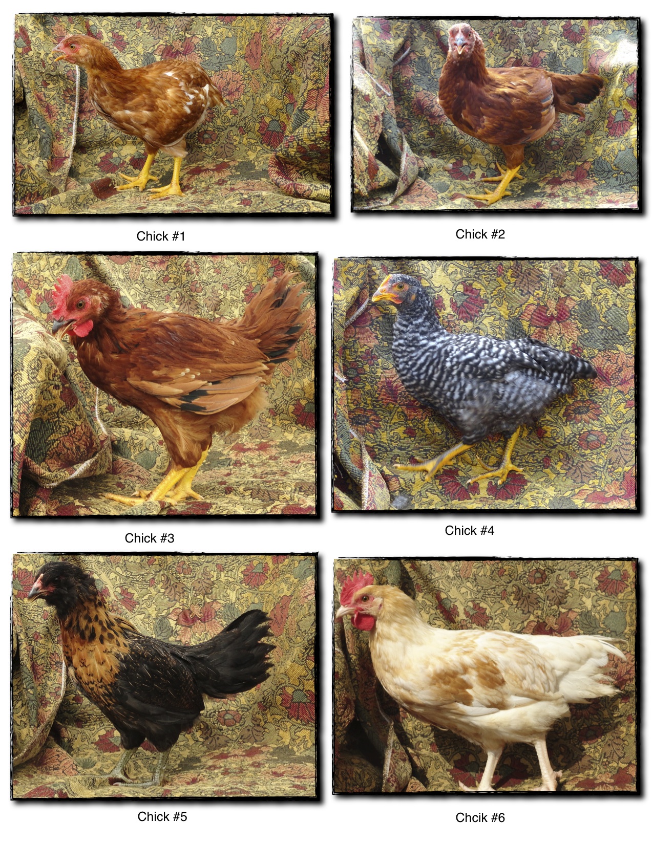 Those Chicks are Pullets.
