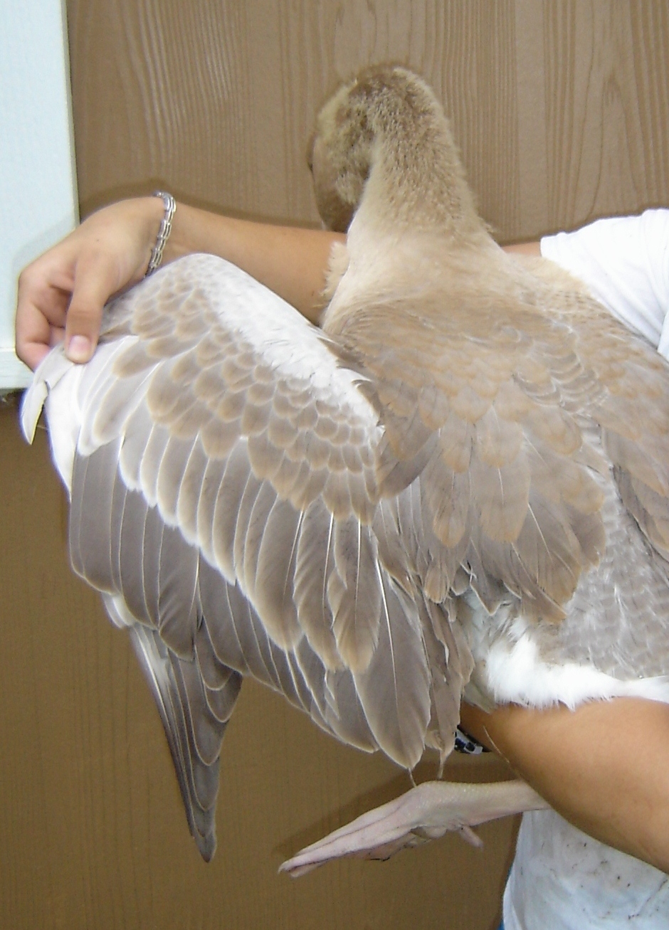 Those ugly quills transformed into beautiful rows of feathers.