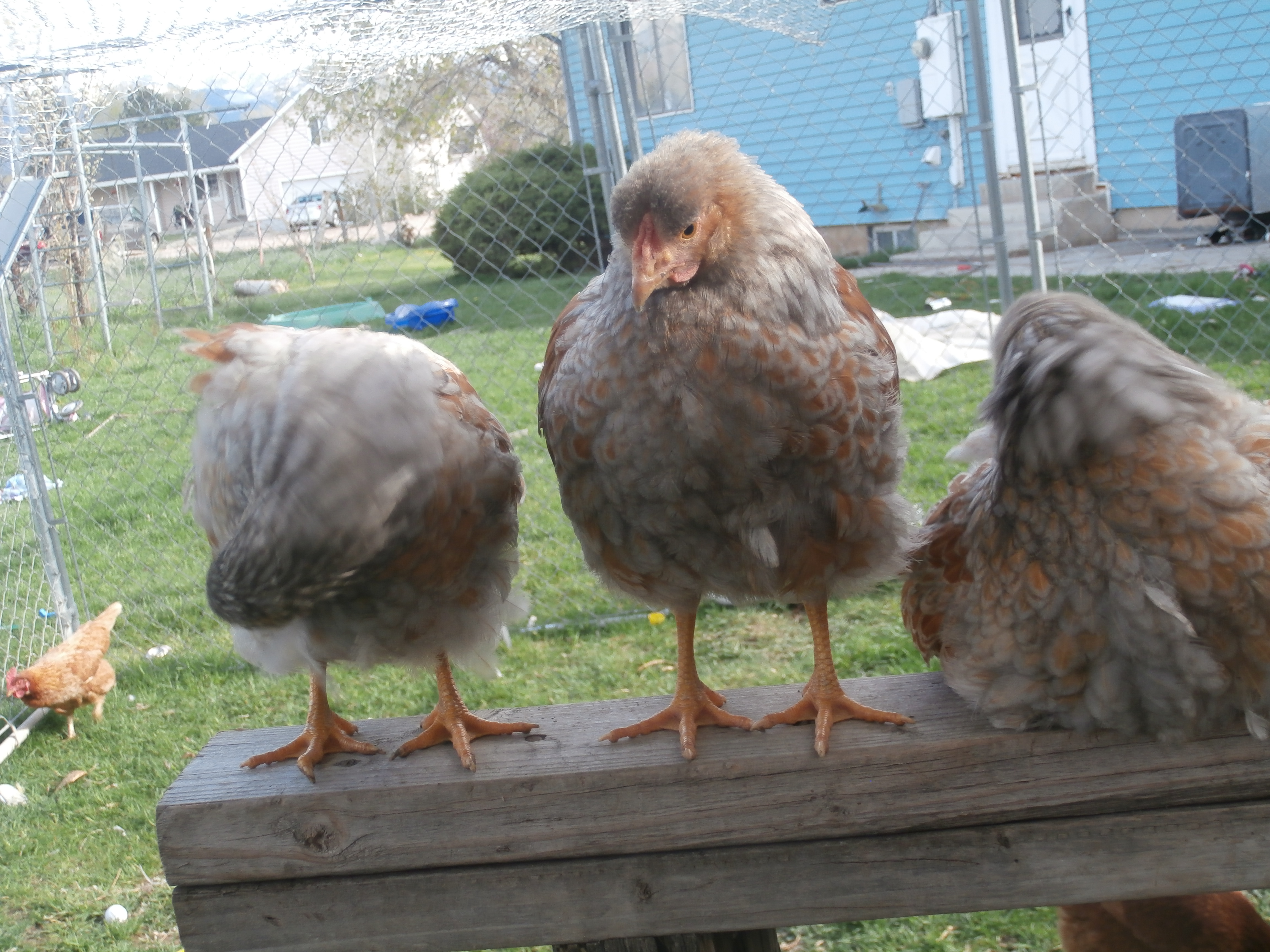 Three Blue Laced Red Wyandotte Pullets