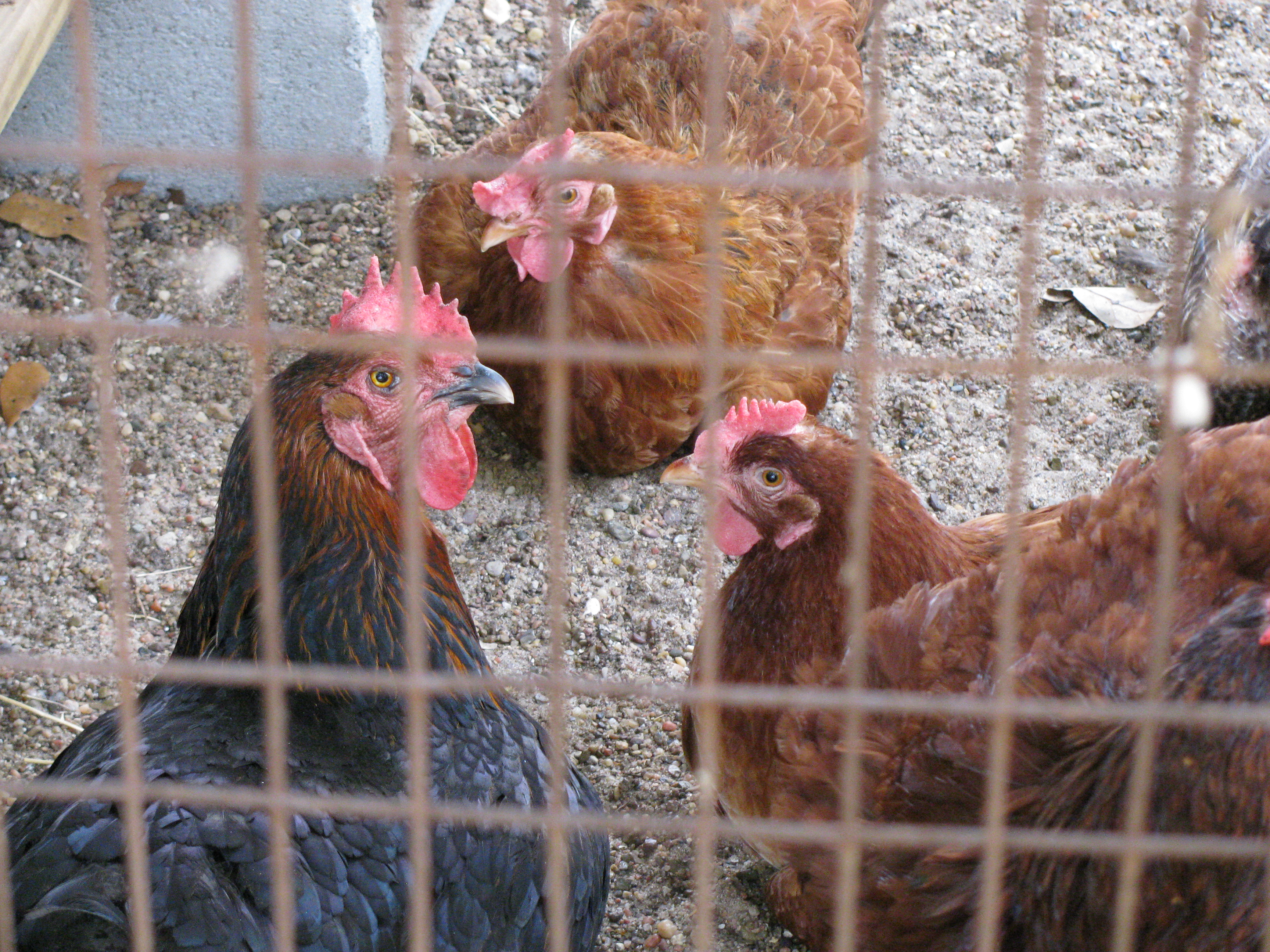 three chickens!