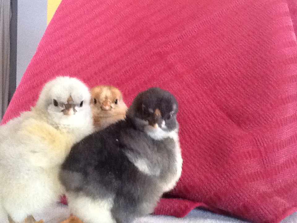 Three different Wyandottes born Sunday :)