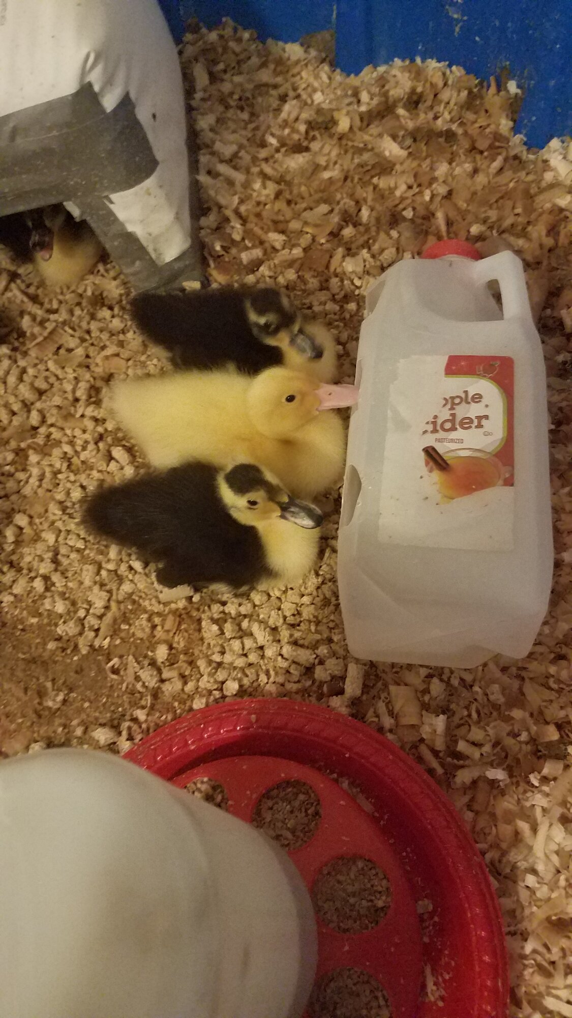 Three drunken ducklings occupying the bar…