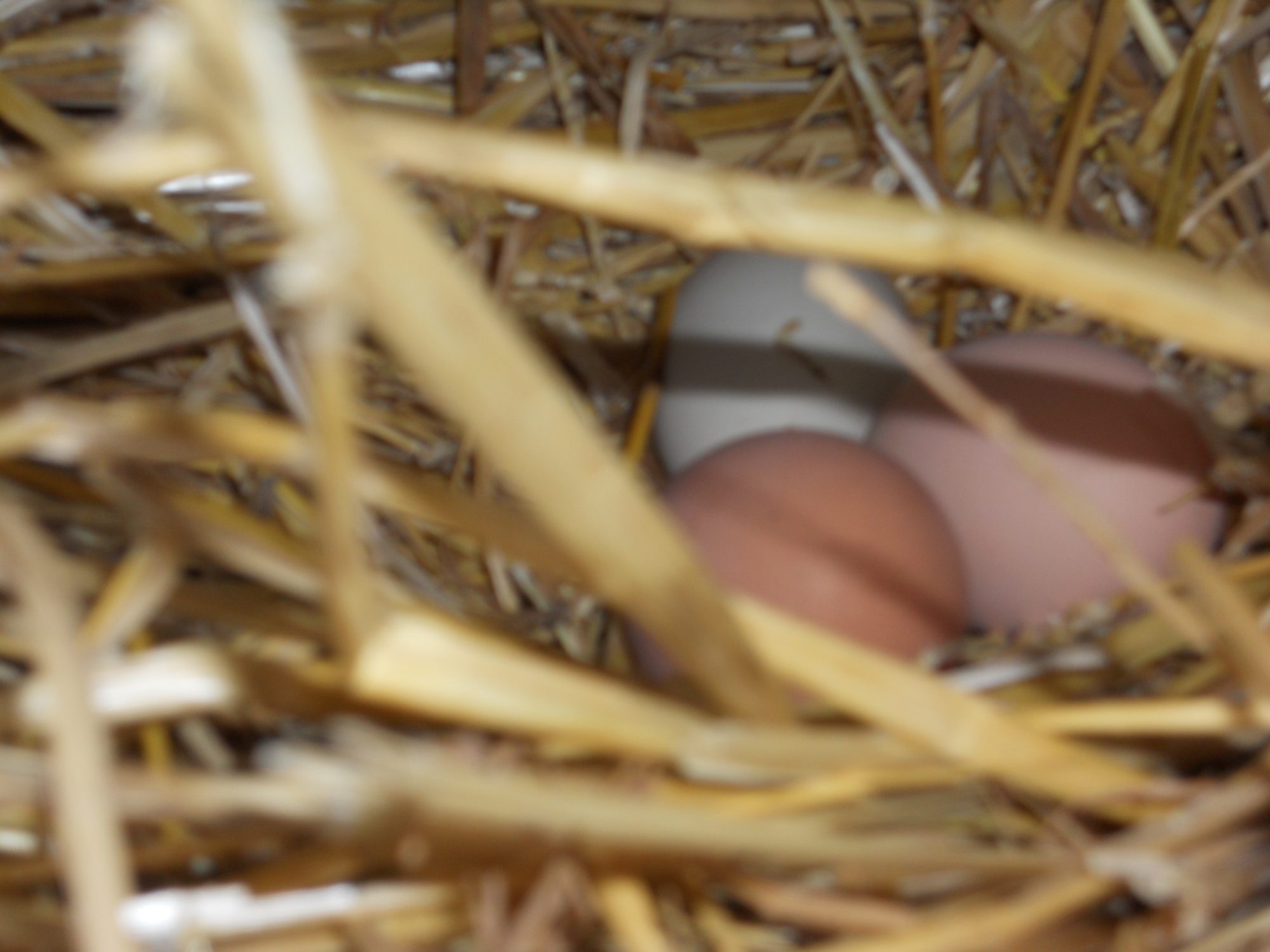 Three eggs in the nesting box in our chicken coop.  Photo by Vickie Frantz