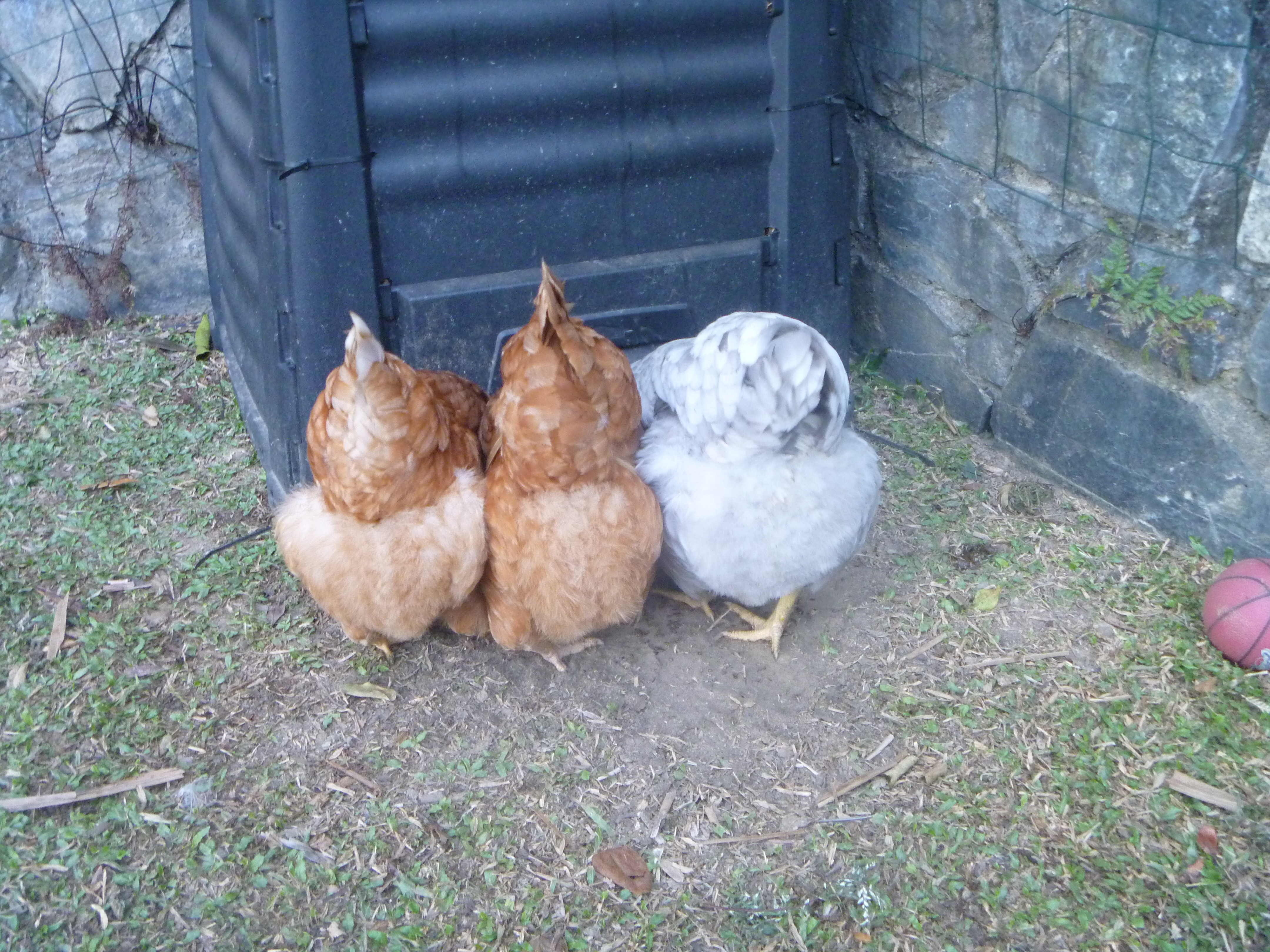 Three fluffy chicken bums. My mum works for DPI and she brings home fruitfly larve which is a great way to give my chickens heaps of protein. They run like made when I come out with their favourite food box.