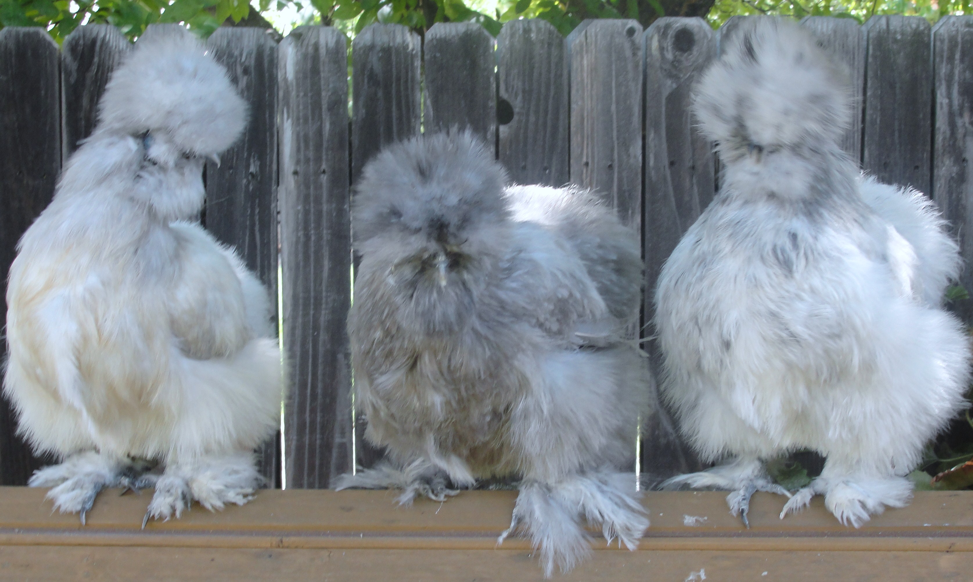 THREE HENS POSING
