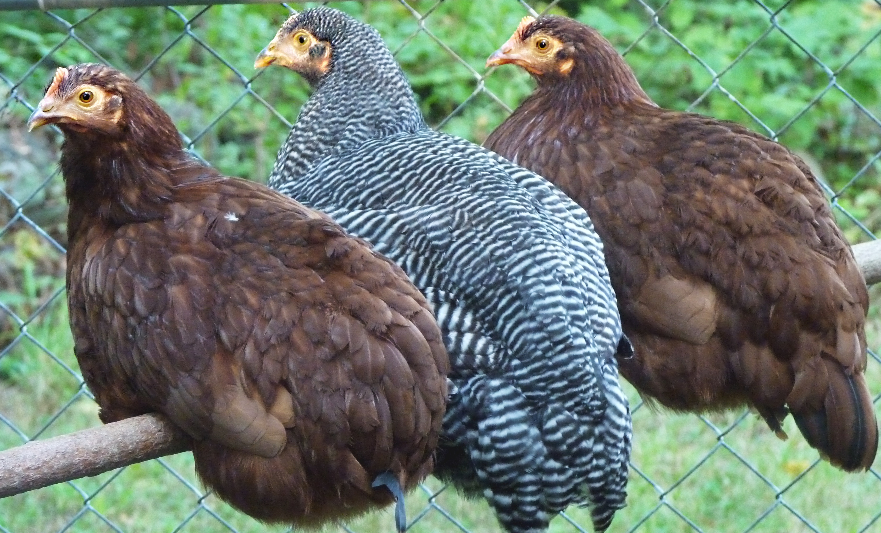 Three heritage pullets.