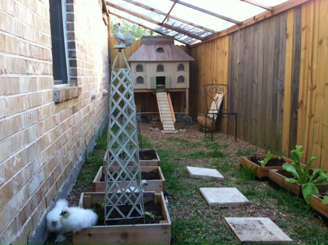 Three little white chicks (one is hiding behind a planter).  Pip, Frou Frou, and Betty Lou (who turned out to be Barney).