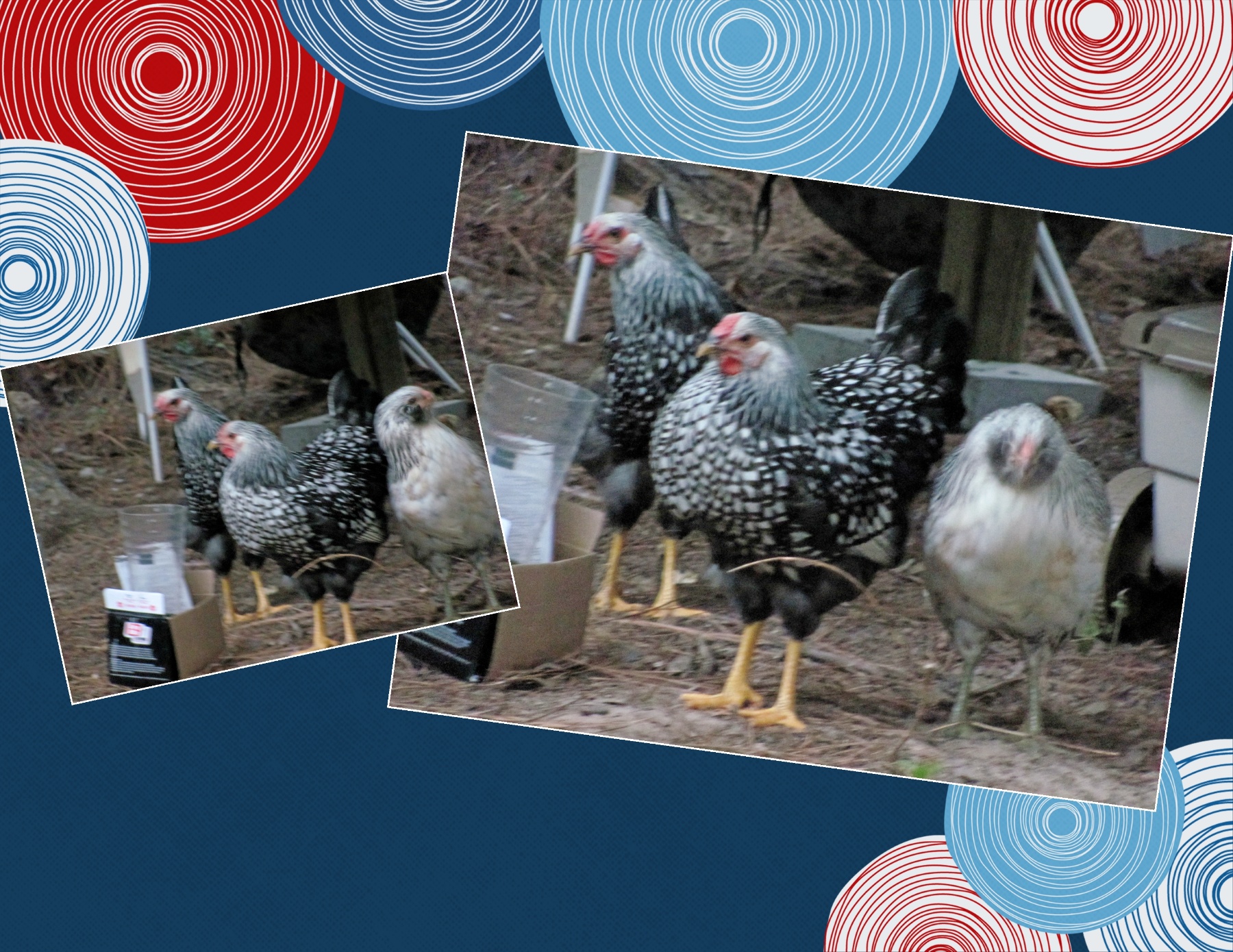 Three month old chickens await completion.