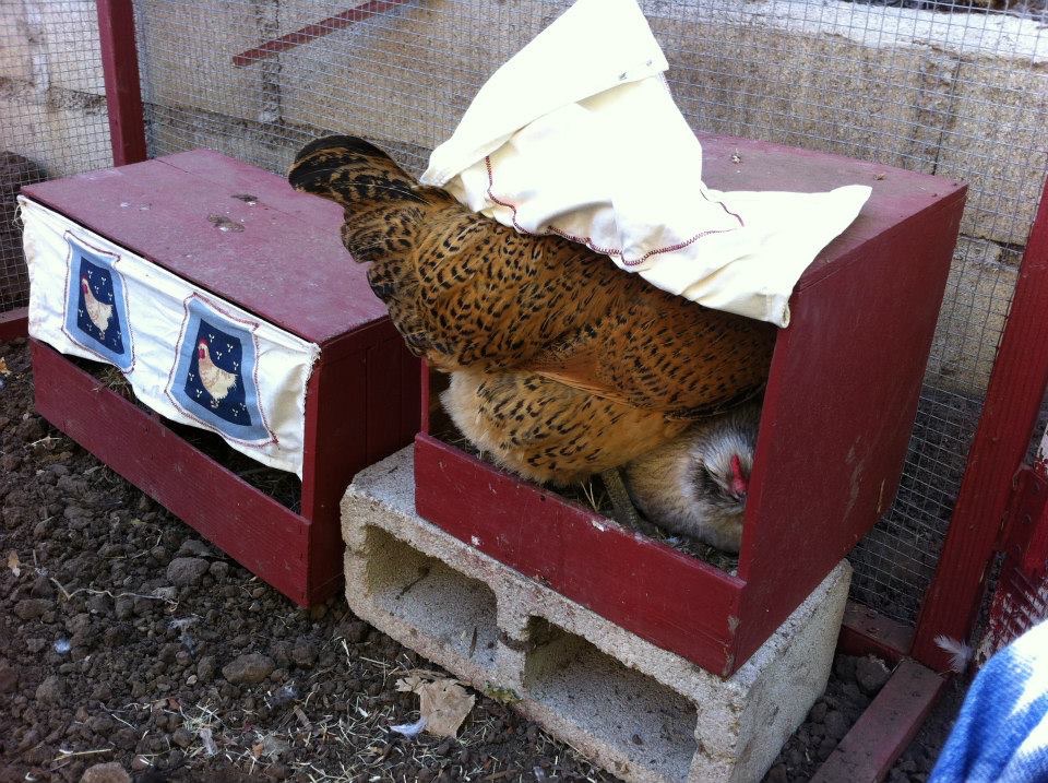 three nesting boxes, but all four hens insist on using this one.