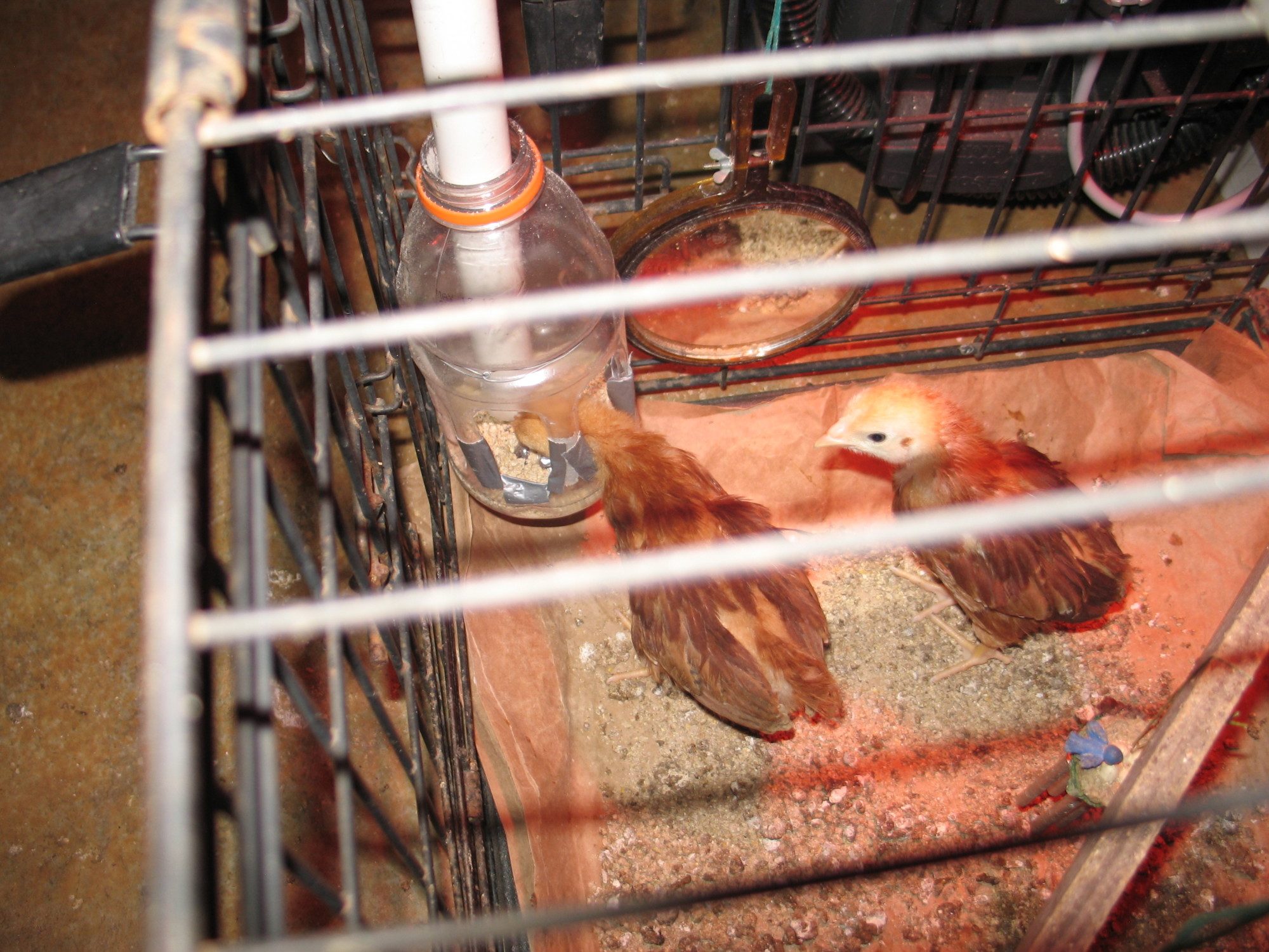 Three new hens.
