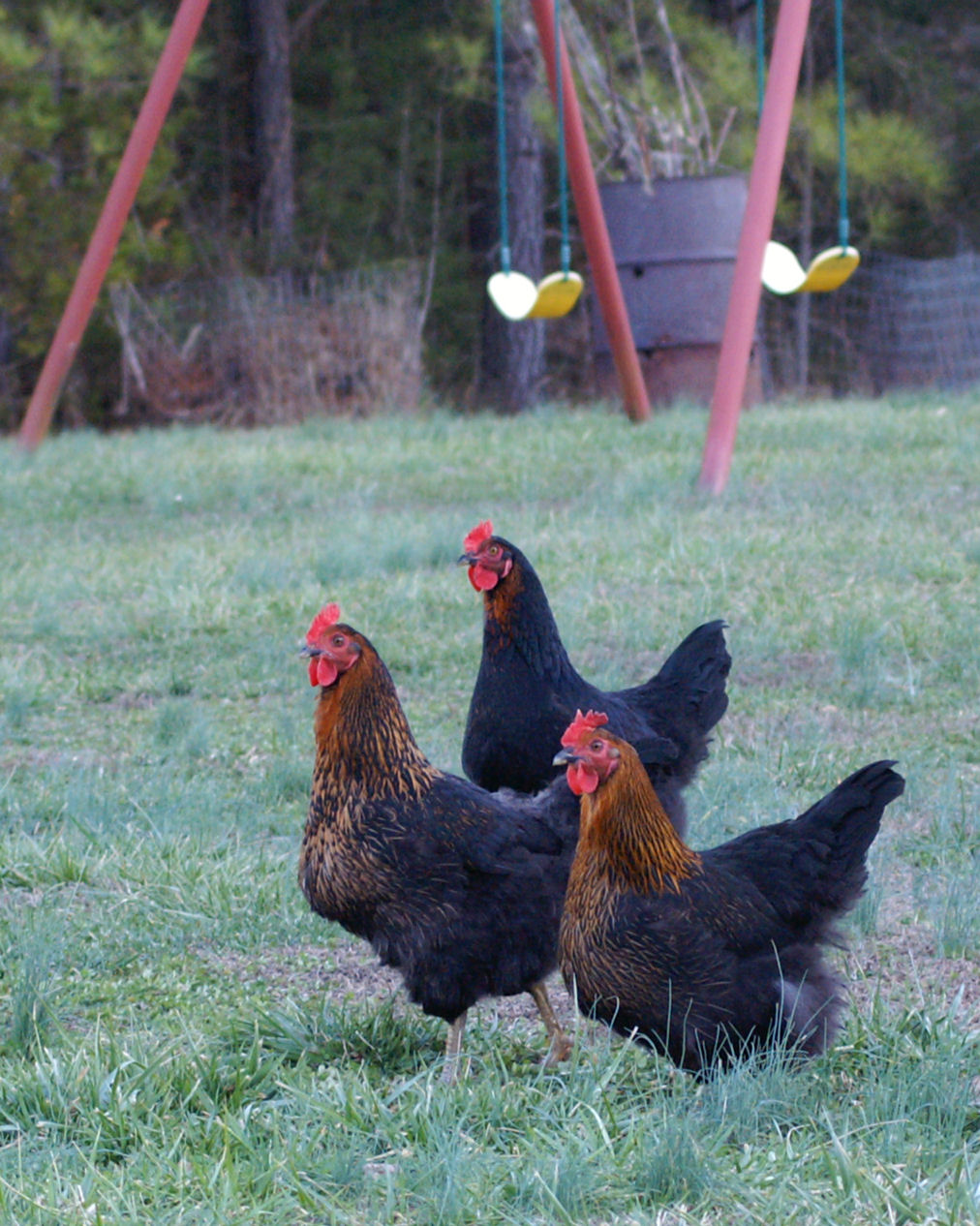 Three of the BSL Gals out free-ranging for about an hour before dark.  Nice looking birds.