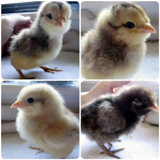 Three of the easter eggers (the top two are the same bird).