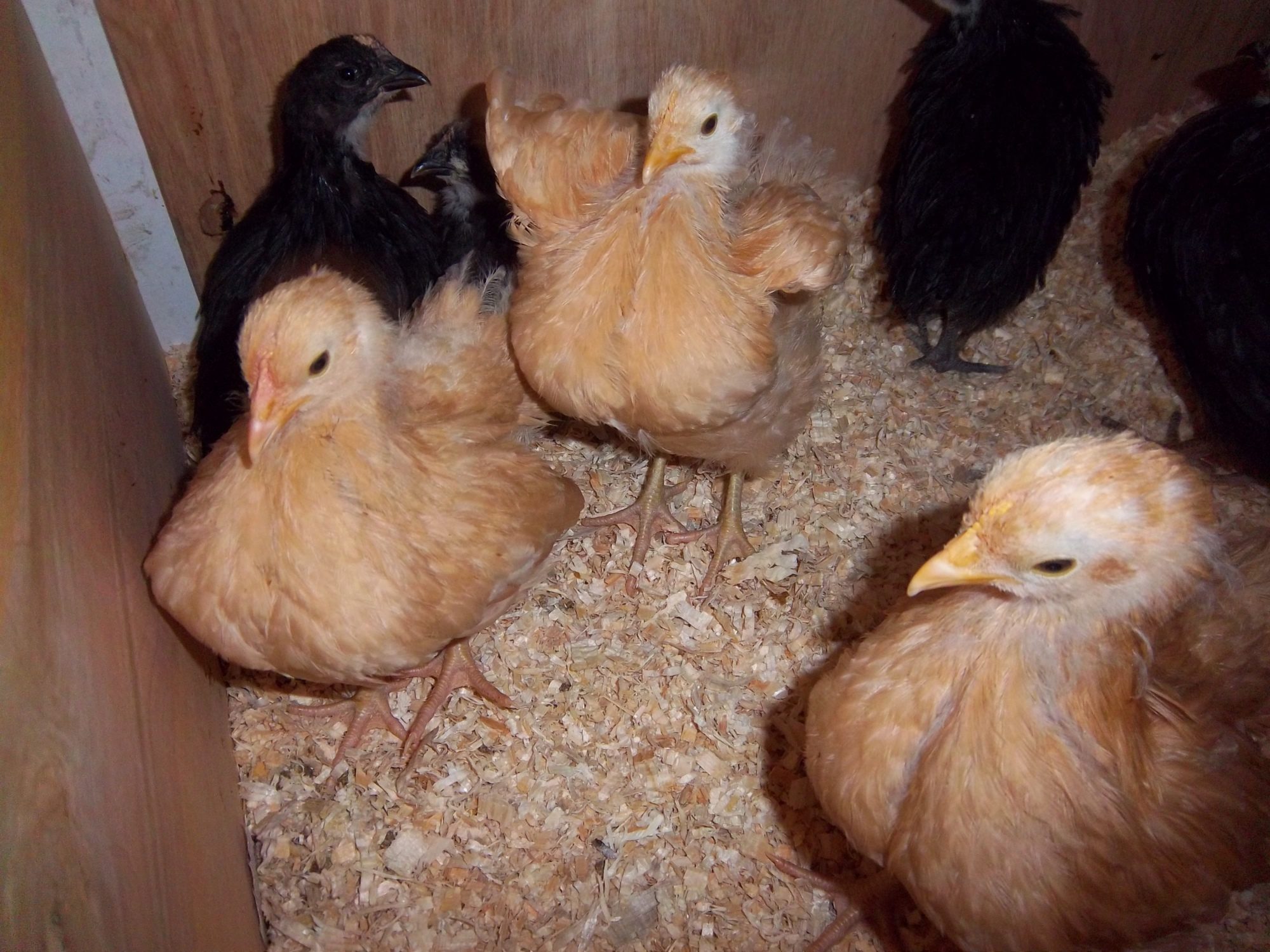 Three of the four BO Pullets. For now, my son has named them all "Peep".