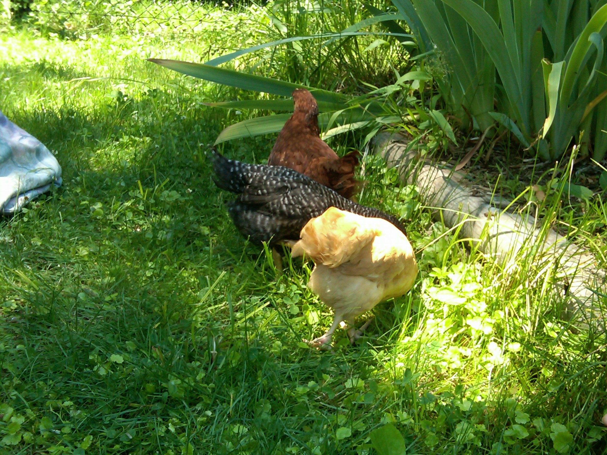 Three of the girls checking out their new yard.   8 weeks old.   I have only had them for 4 days at this point.