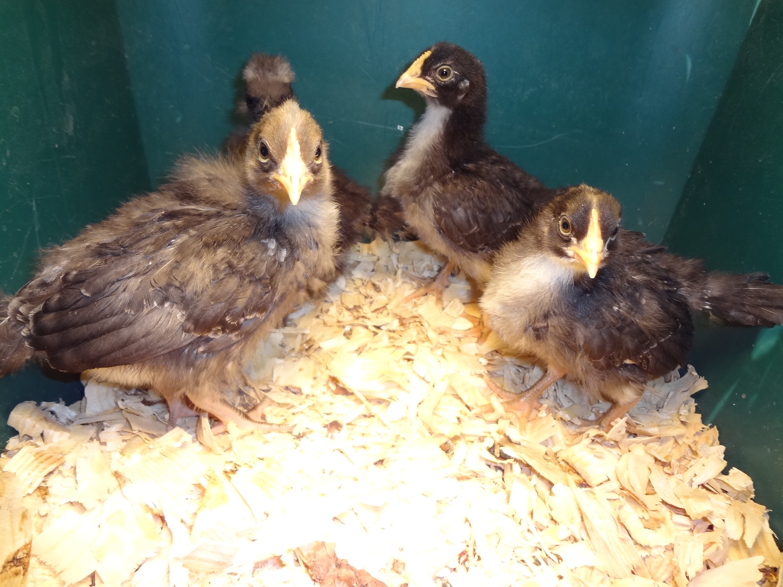 Three olive-egger chicks (with a show-girl chick in back ground)--picture taken  March 27, 2012.
Crossing my fingers for hens ;-)