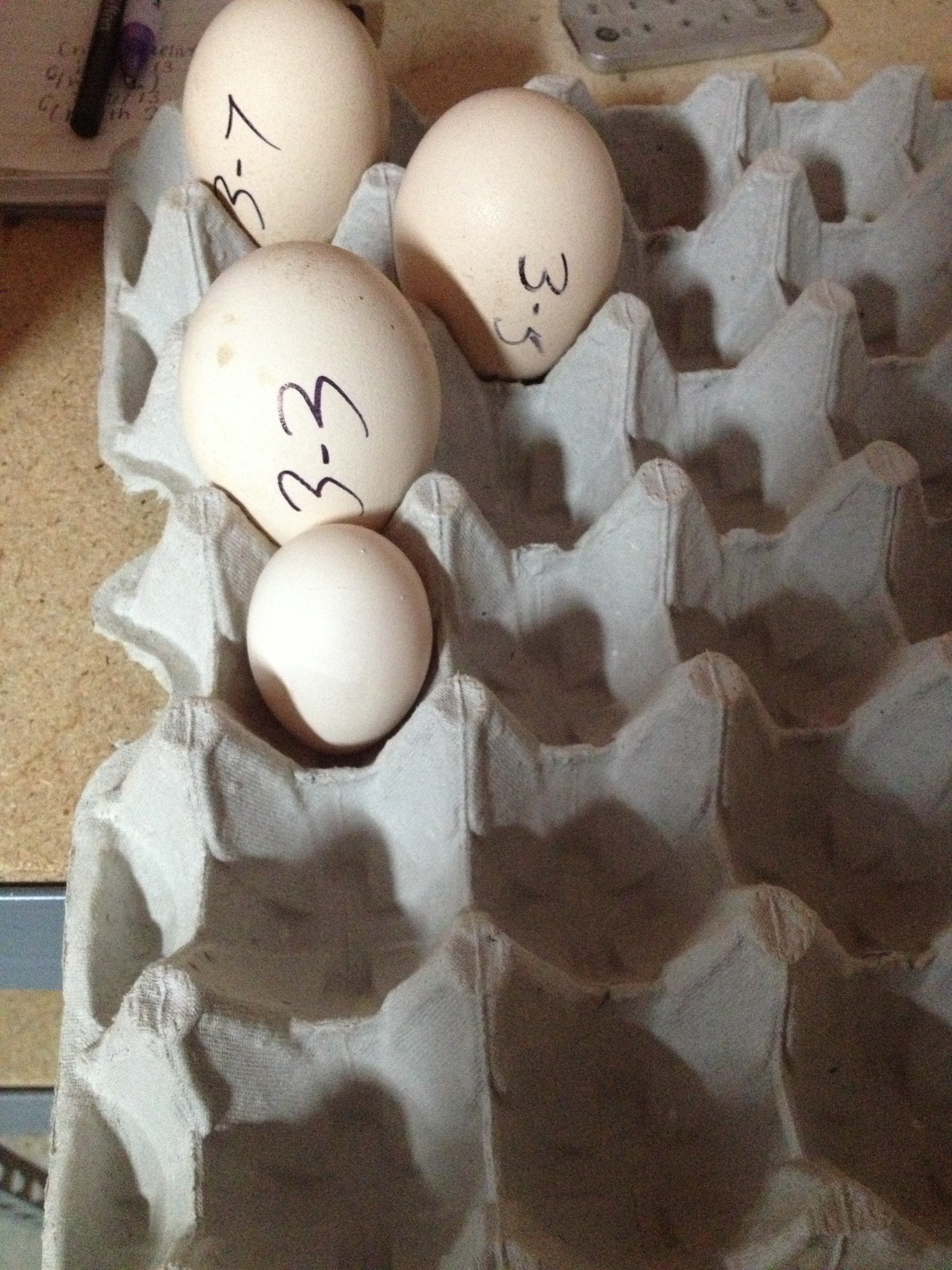 Three Pea eggs and One White Silkie egg. 3/8/13 8:38pm