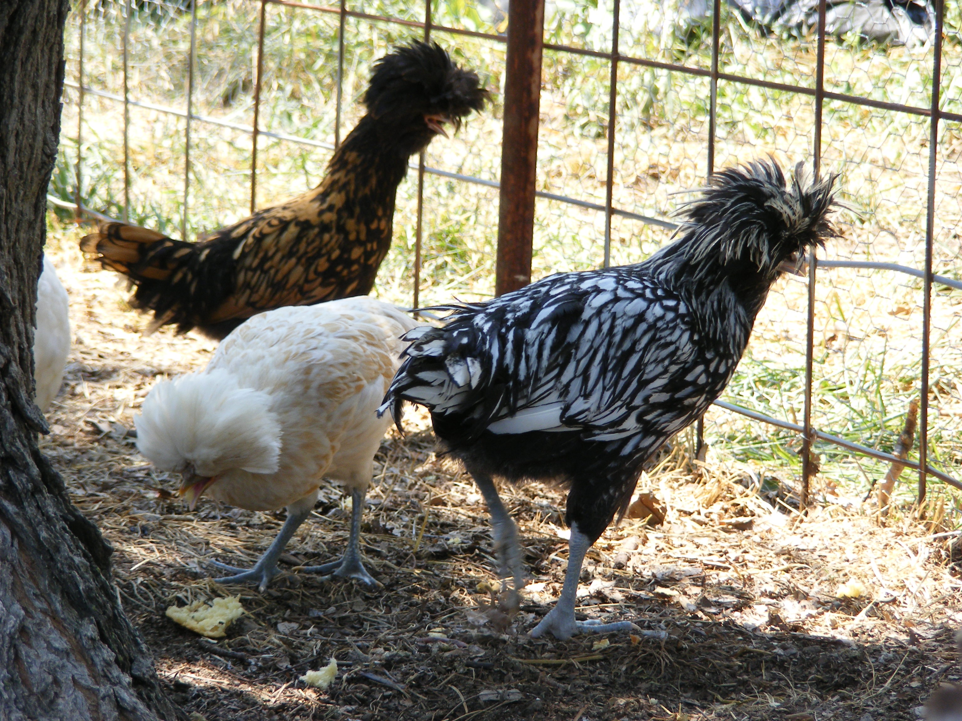 Three Polish Crested