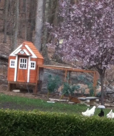 Three Season Chicken Coop and Run made from a Playhouse.  8ft high x 5 x 5. We have one roosting bar and two very large nesting boxes in the back with a roof door to reach for access.  We wired the windows and raised the entire houses on 4x4"s with steel wire buried one foot deep all around.  The run is reinforce with steel and rock.  We also have an added open pen attached for added leg room.  We let them free range once a day when we have everyone outside to watch for predators.  We haven't lost one yet.  In the winter everyone comes inside.  We have a very large shed that we turned a corner of it into a winter bungalow for the chickens to keep warm. We get eggs all winter long.