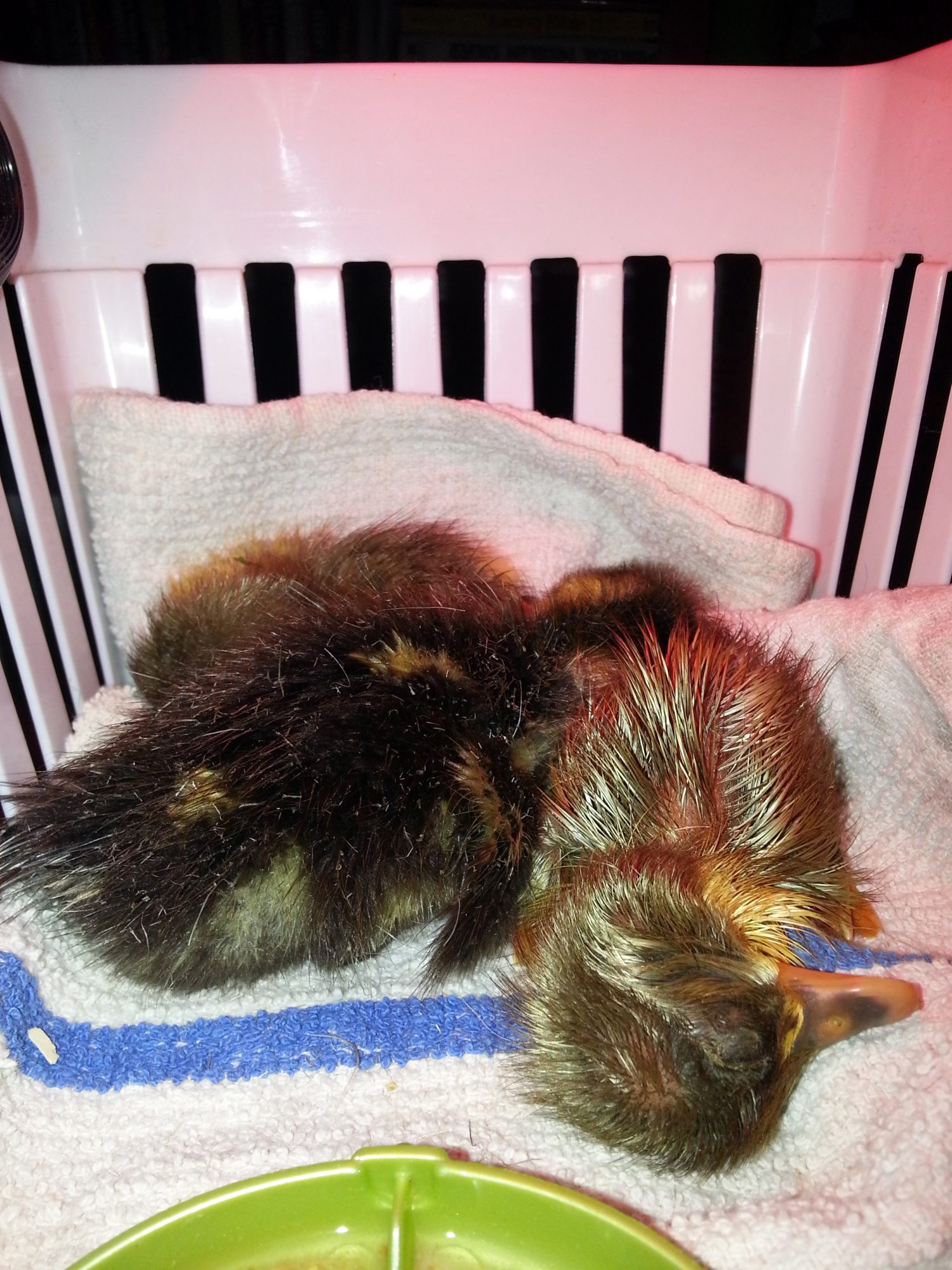 Three snoozing babies. Two will be grey like blue Swedish and one is Rouen looking.
