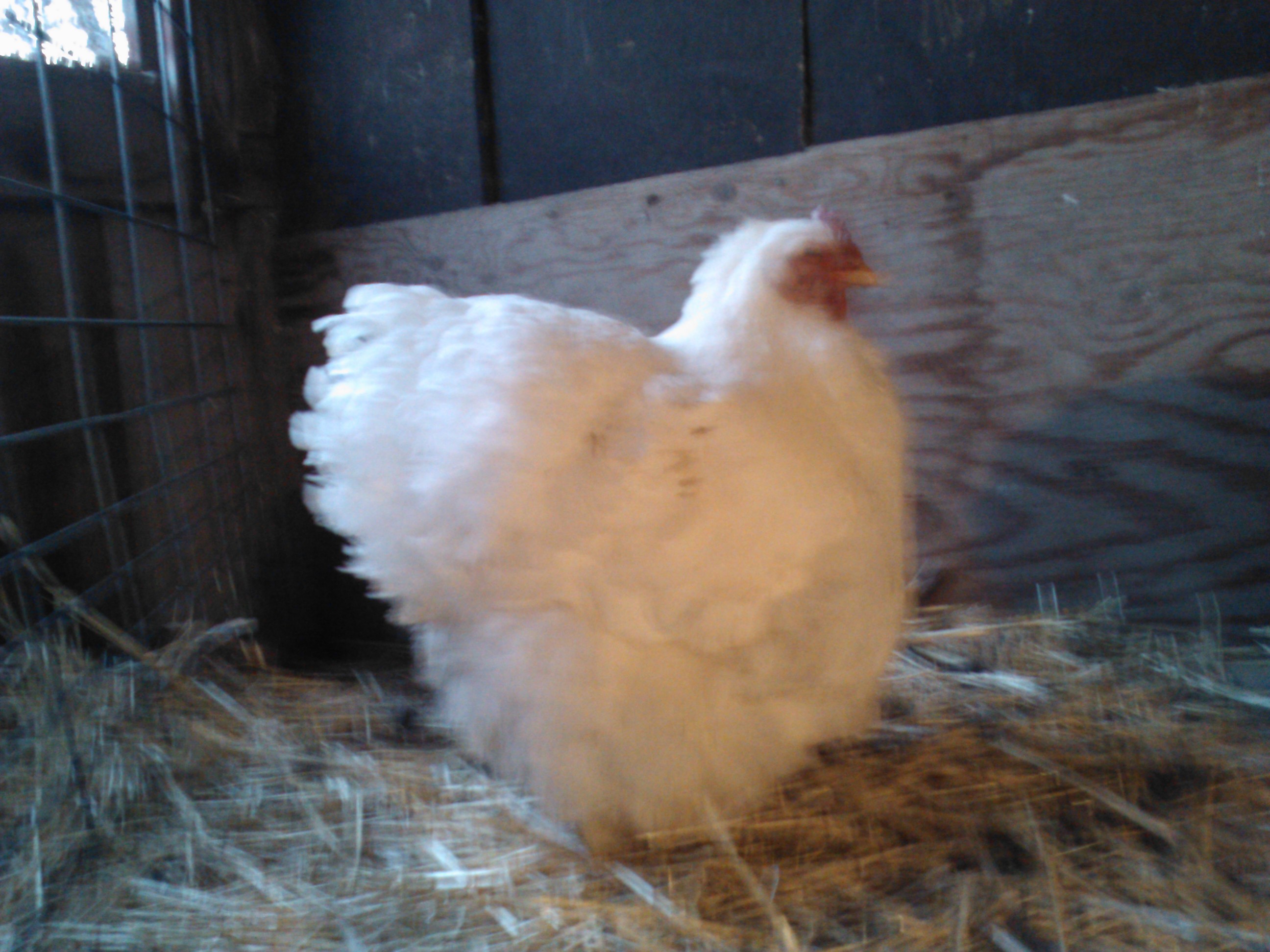 Three year old white Cochin hen