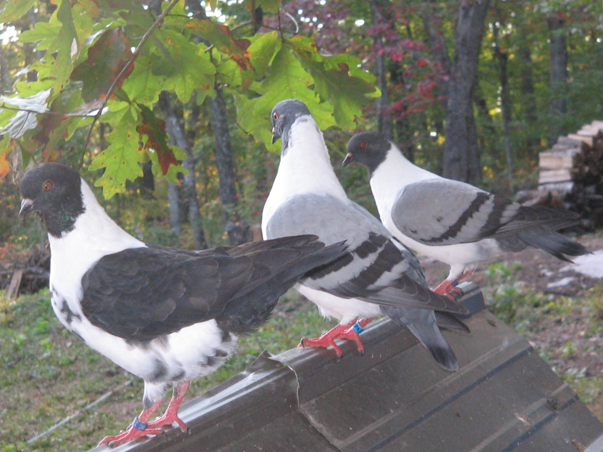 three young German Modenas