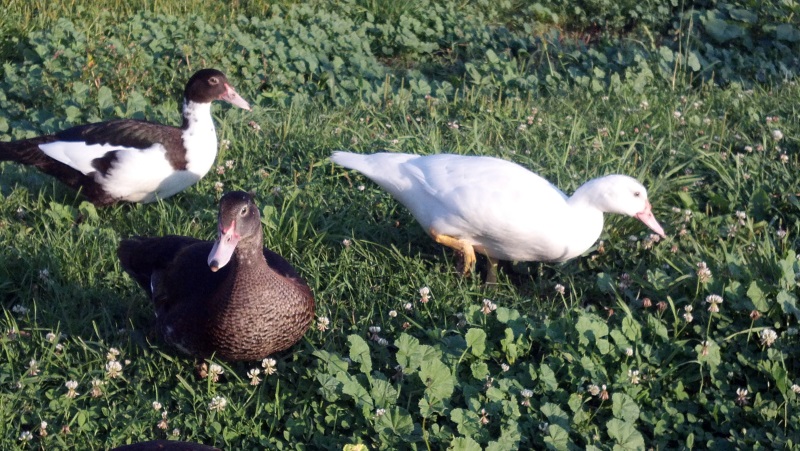 Three young muscovy ducks