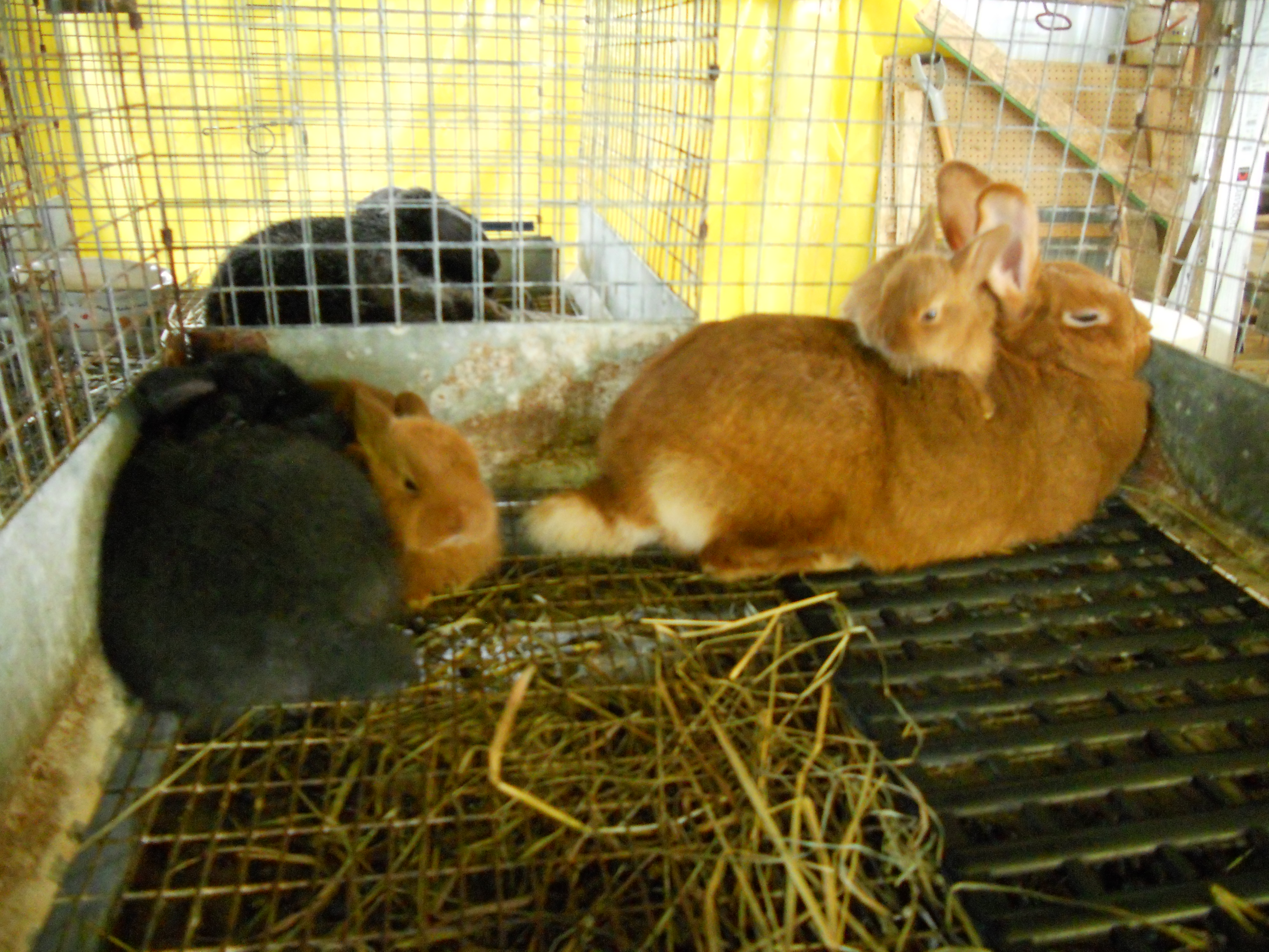 Thrianta babies at about 4 weeks old.  The black bunny is a Silver Fox being fostered.