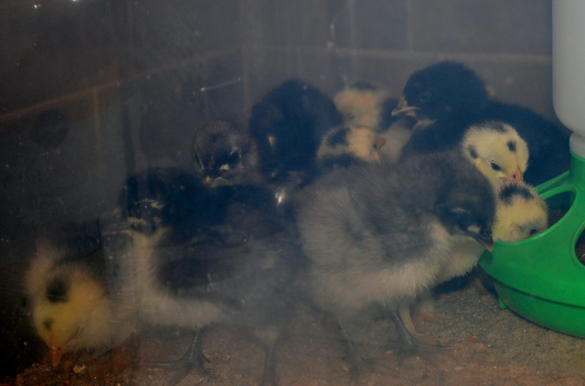 Through the plastic brooder wall