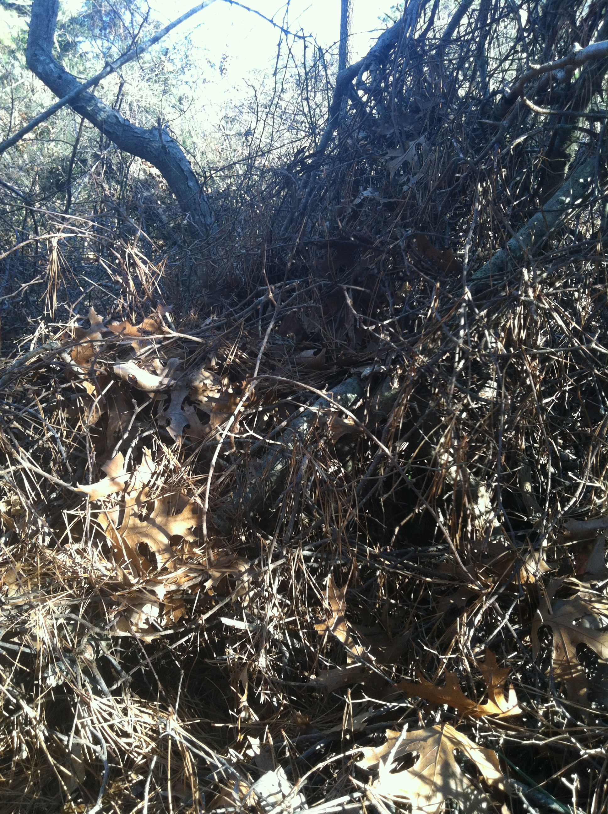 through the rabbit hole