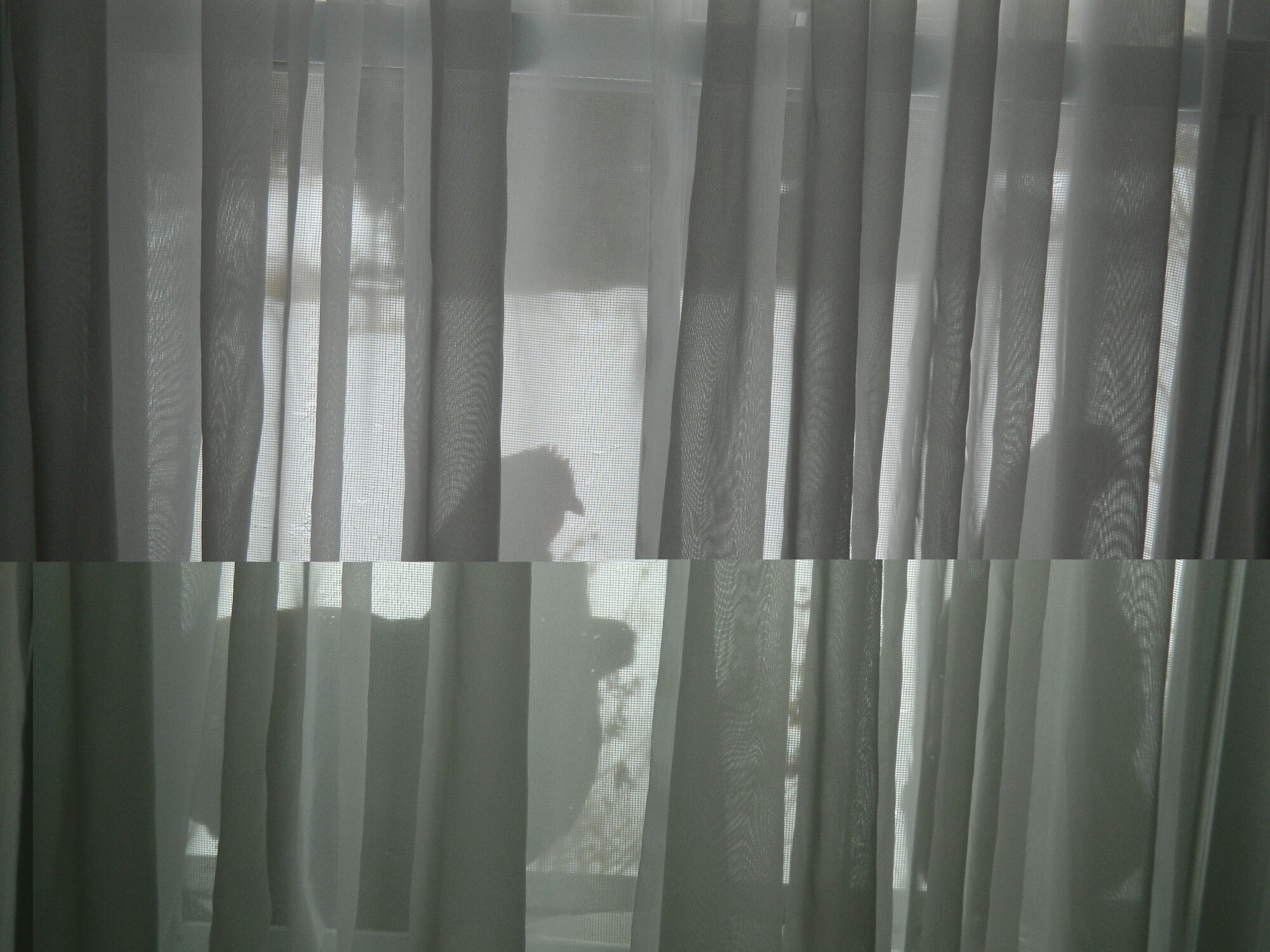 thru the curtains