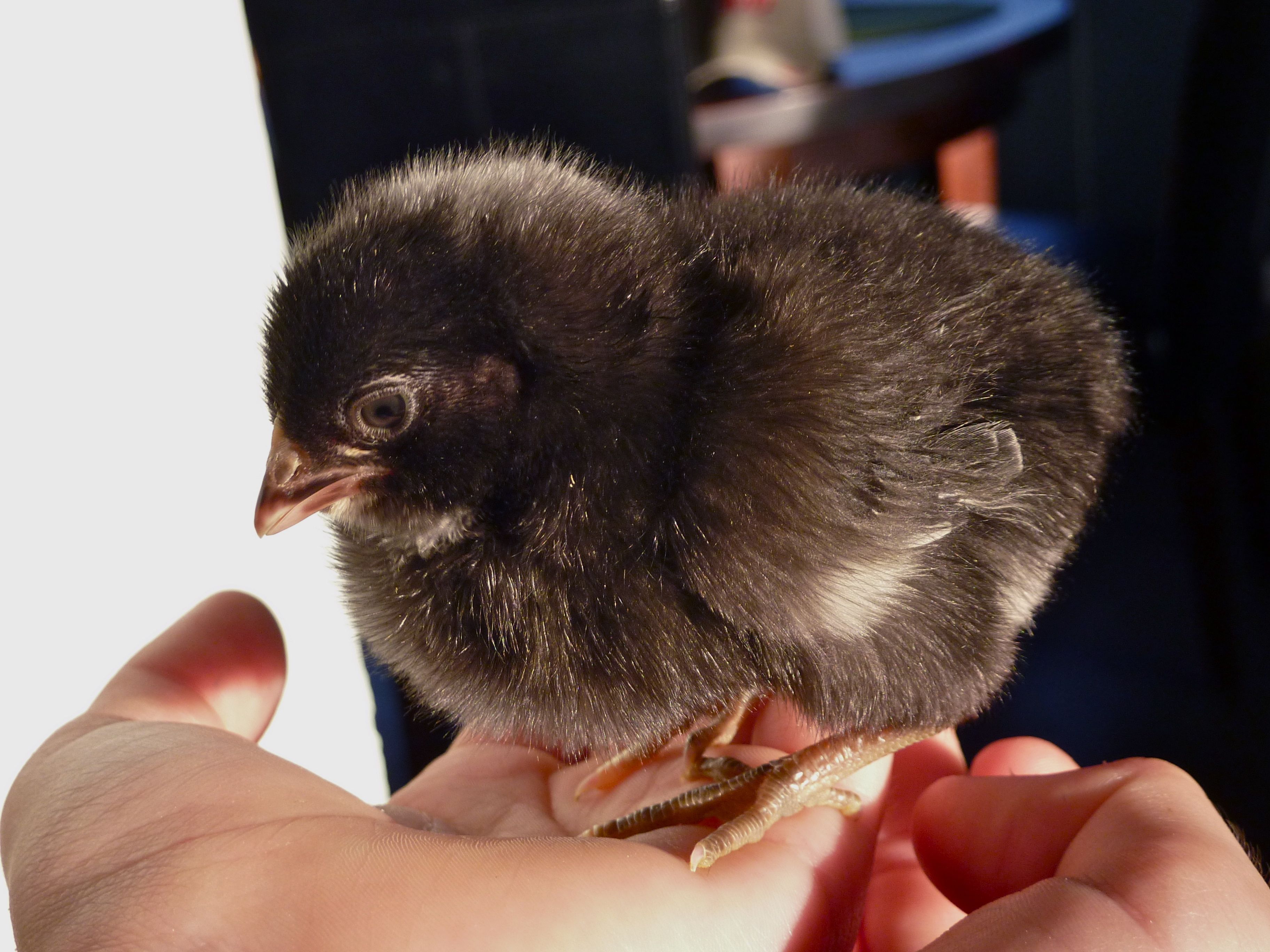 Thug, a Barred Rock