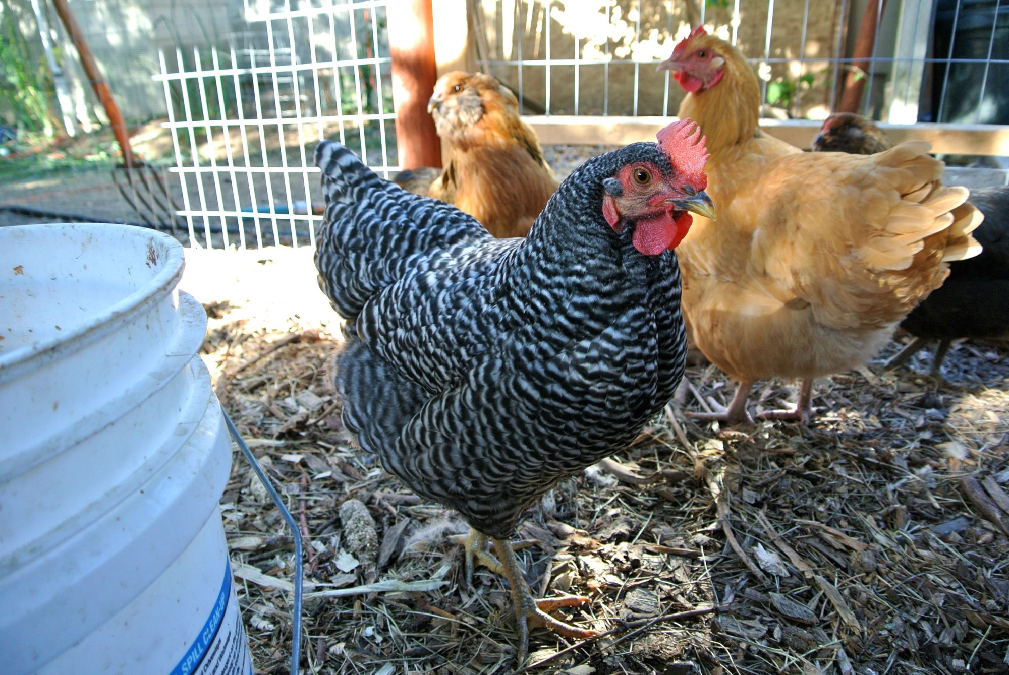 Thug, Plymouth Barred Rock, 19 weeks