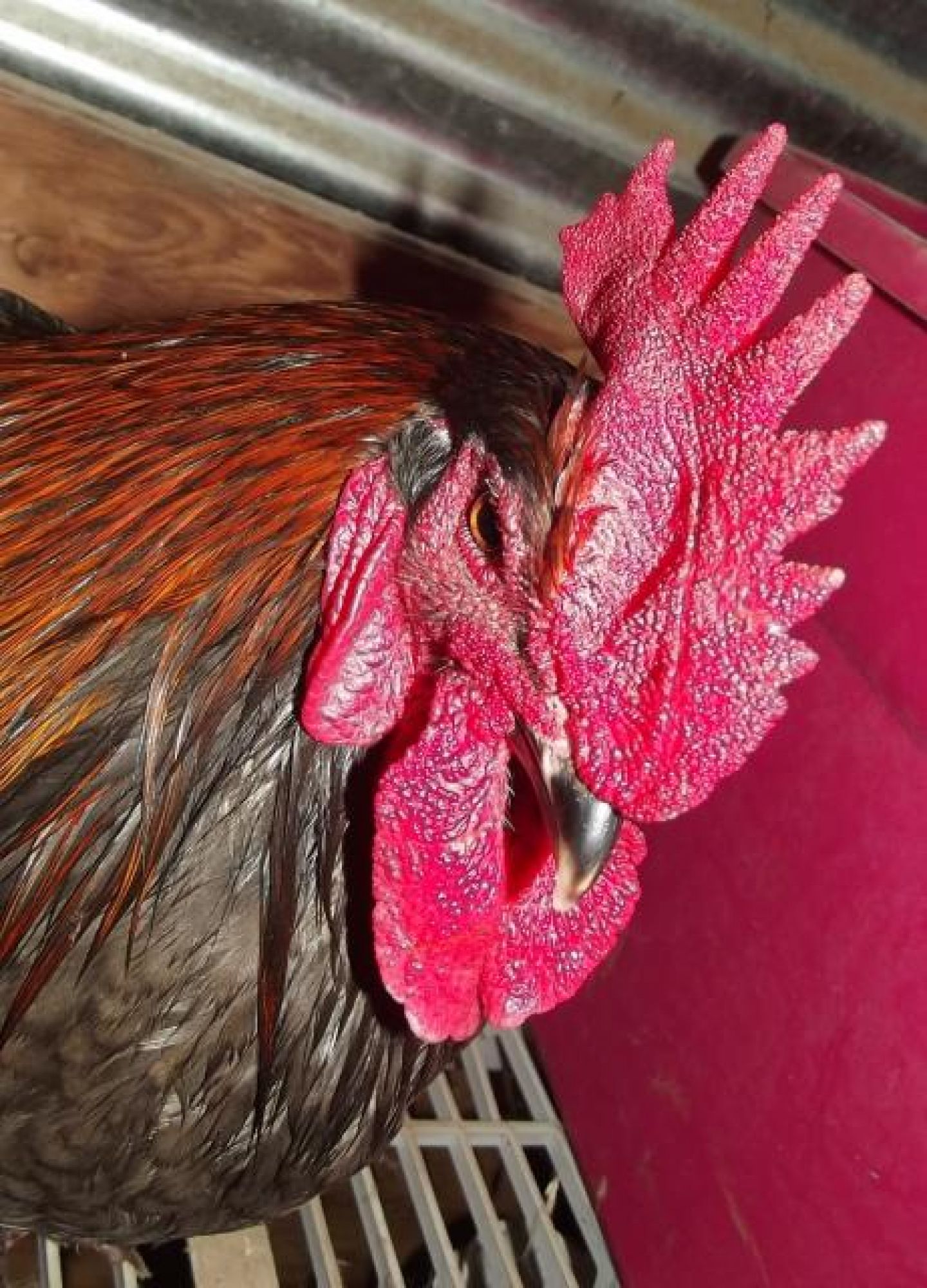 Thumbprint on a Marans rooster