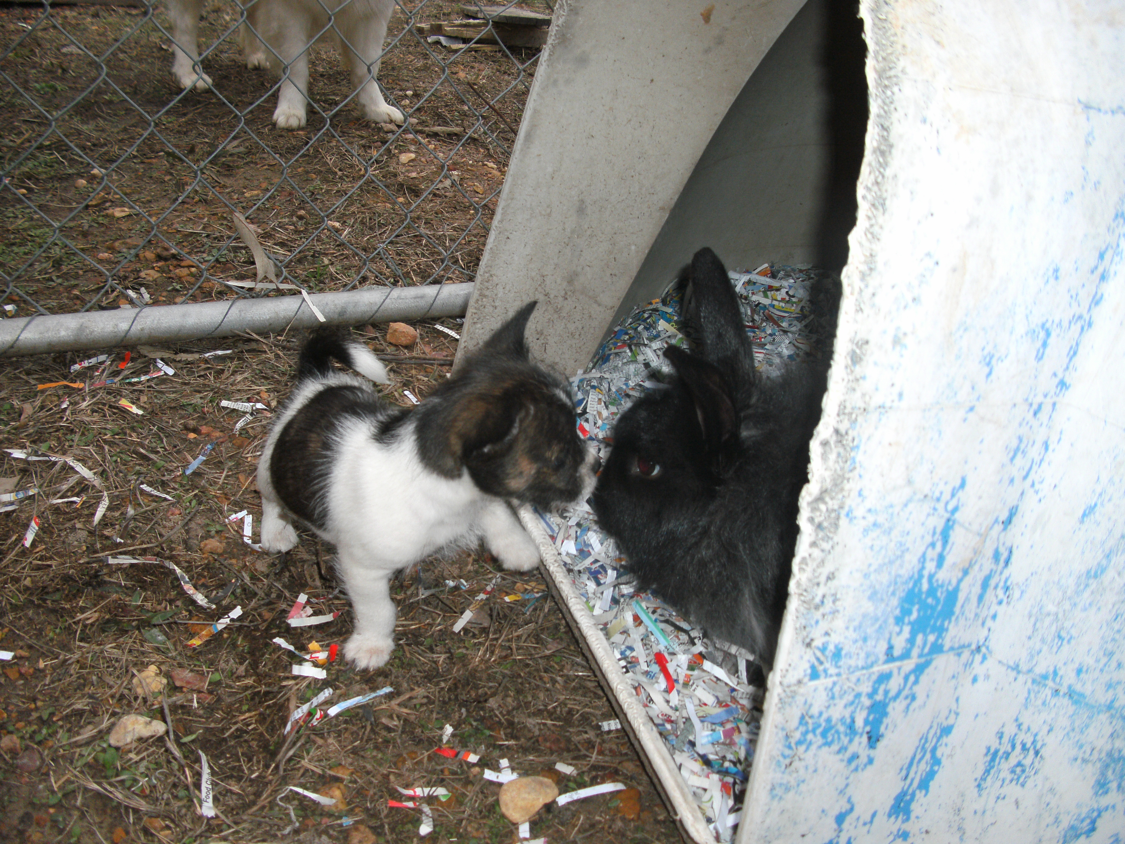 Thumper and one of Chewy's Pups