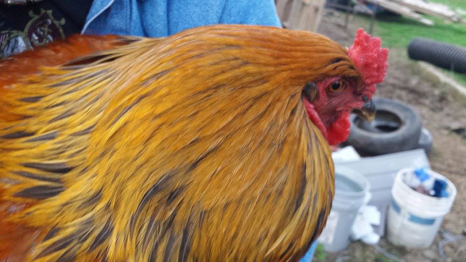 *
Thunder another mix breed roo.. 8 months old