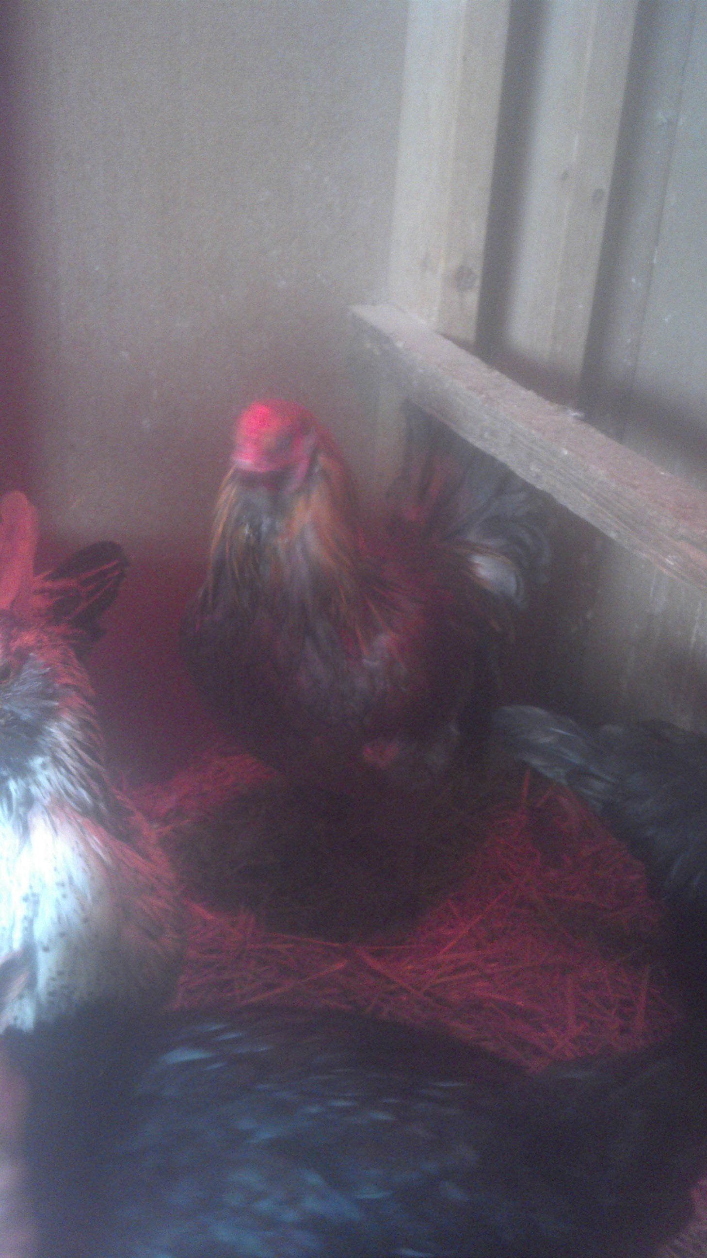 Thunder hates his picture taken..