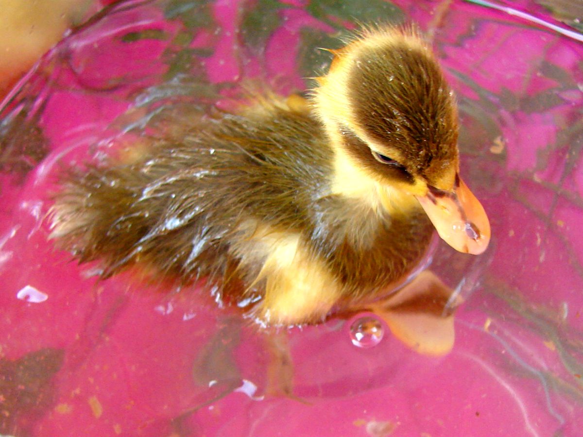 Thunder swims on the very first day of her life.