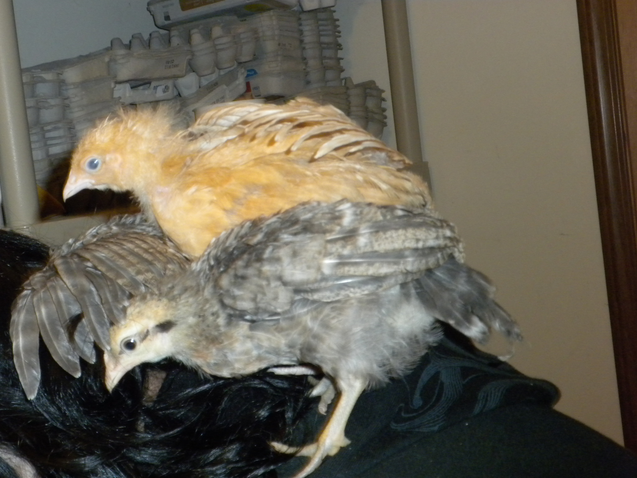 Thursday and Big Bird