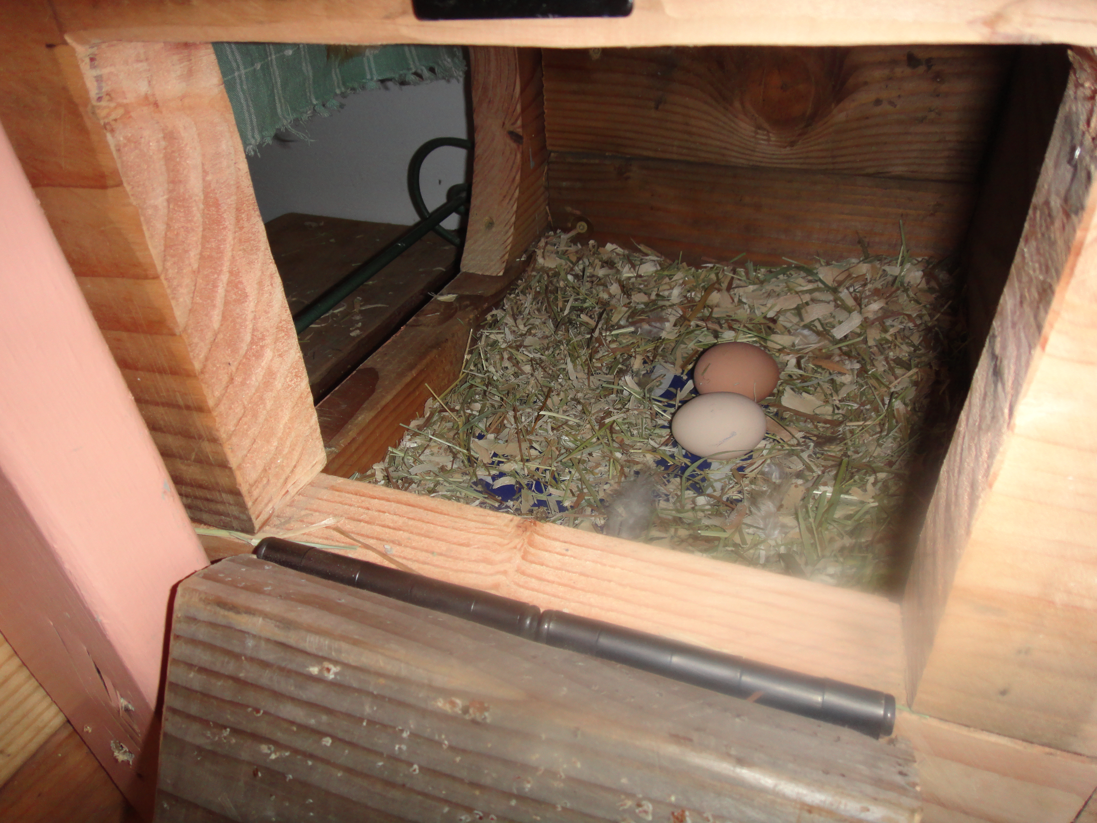Thursday May 17th OMG they finally laid their eggs in the nest box together = SUCCESS!