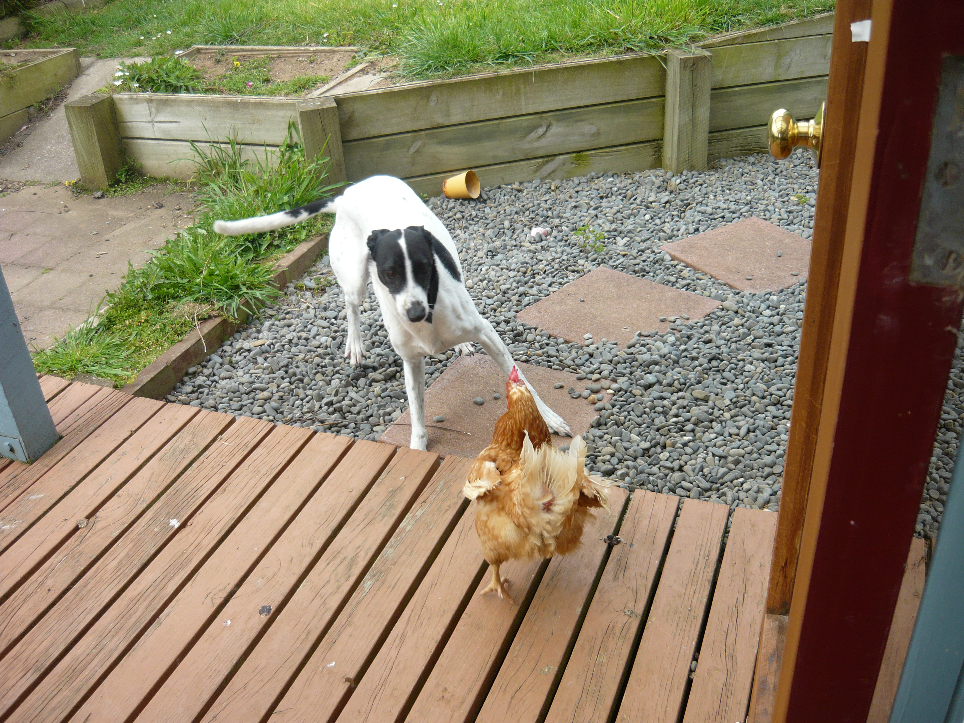 Tia having fun whilst being chased by Freckles the chicken.