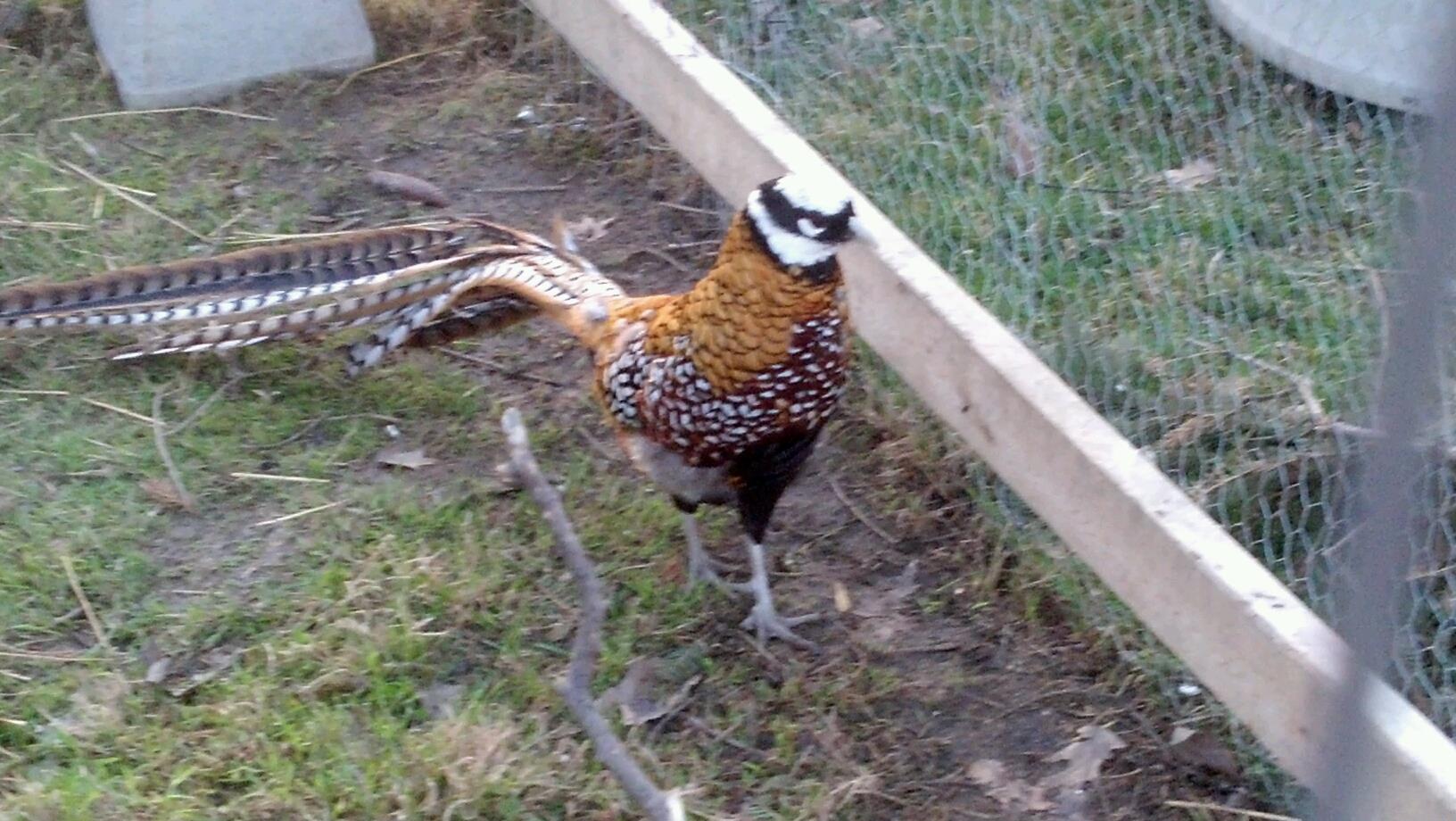 Tiberius, a Reeve's Pheasant