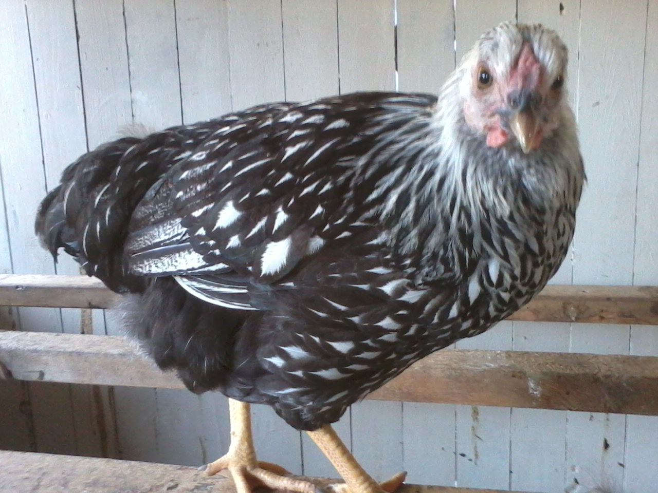 Tick Tock was named by my 8yr old. She sits on the roost waiting for treats or just looking out the screen window.