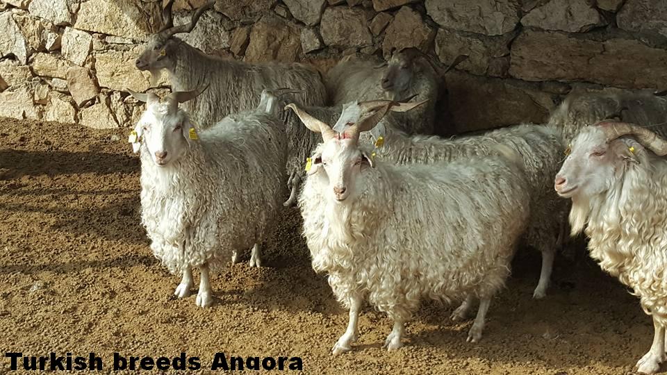 tiftik goat
Angora goat